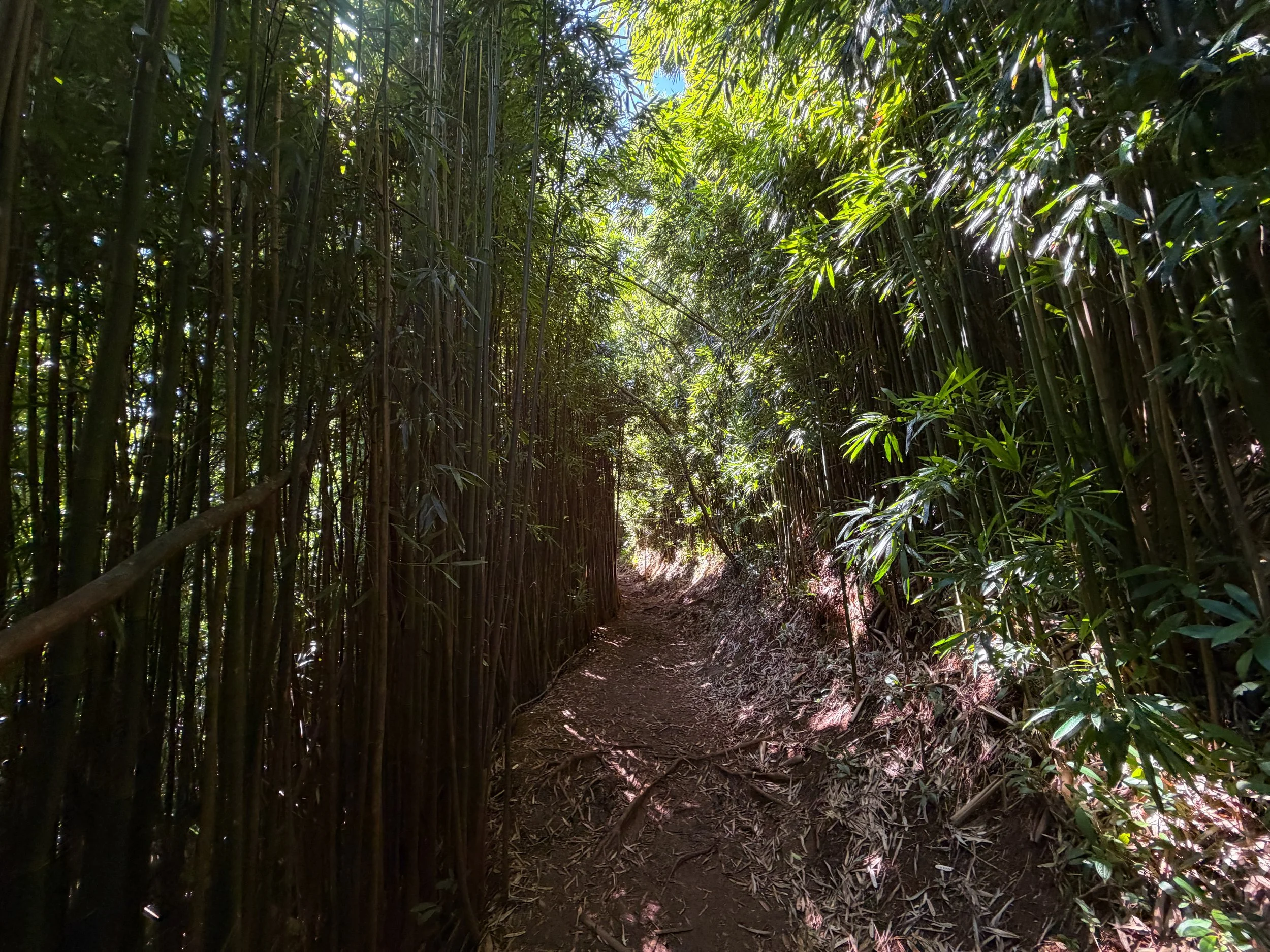 Aihualama Trail Oahu Hawaii
