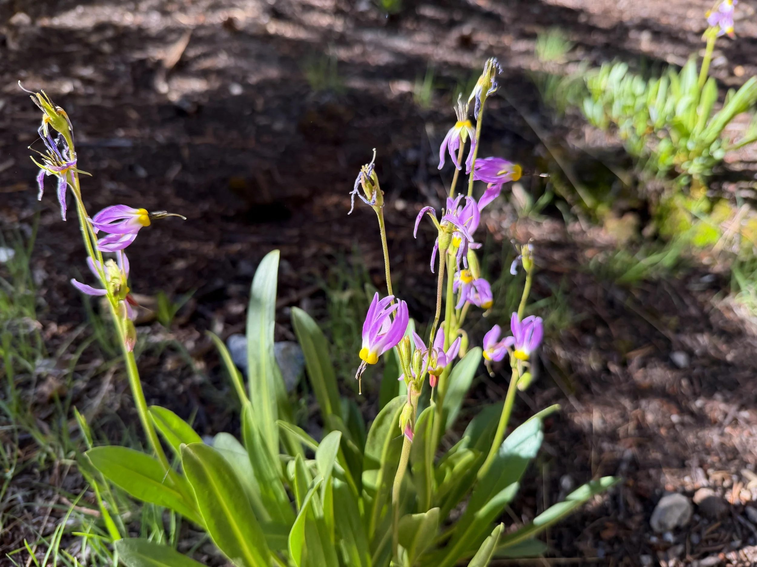 Sierra Shooting Star Primula jeffreyi