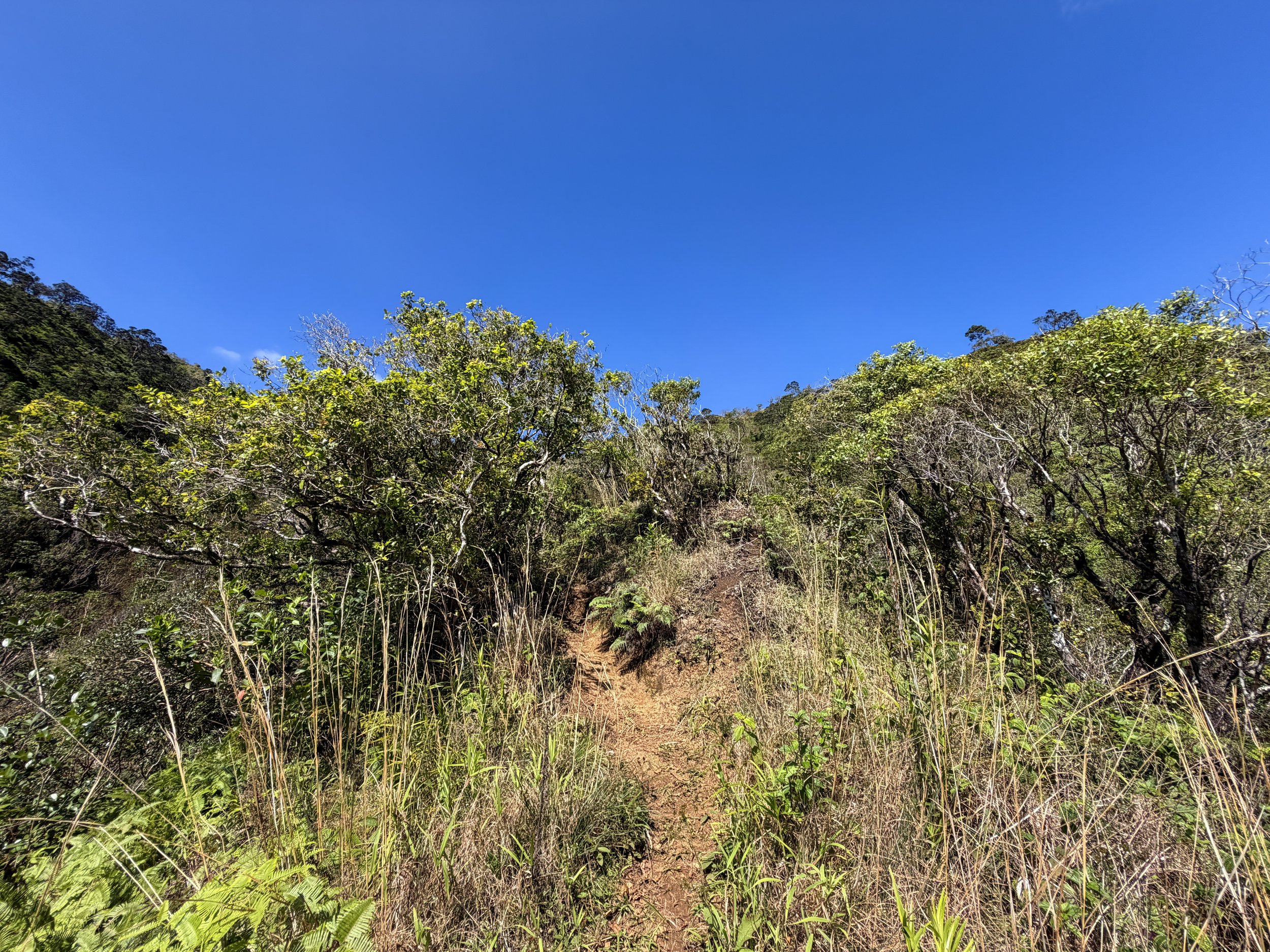 Kulanaahane Ridge Trail Oahu Hawaii
