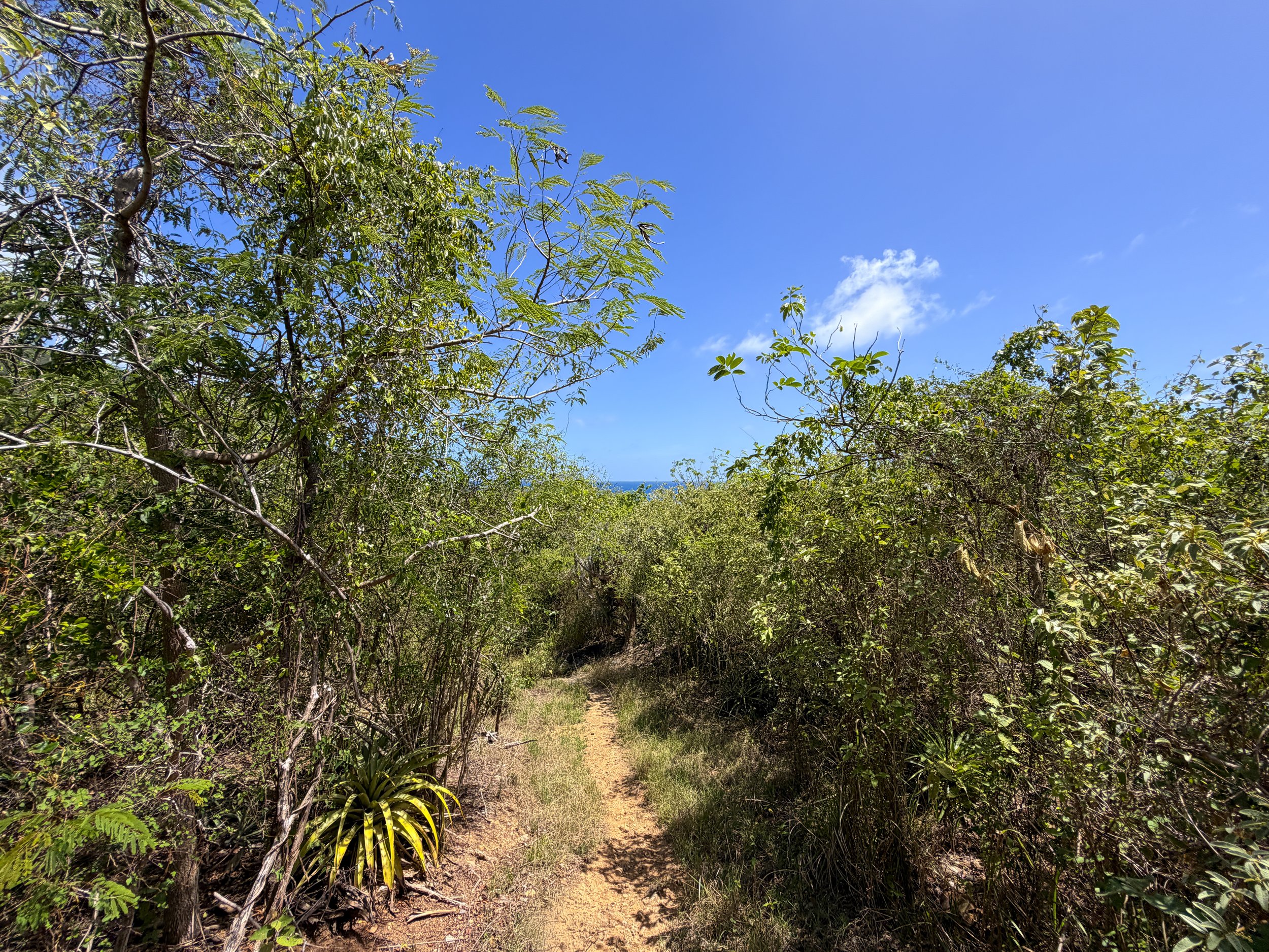L'Esperance Trail to Reef Bay Virgin Islands National Park