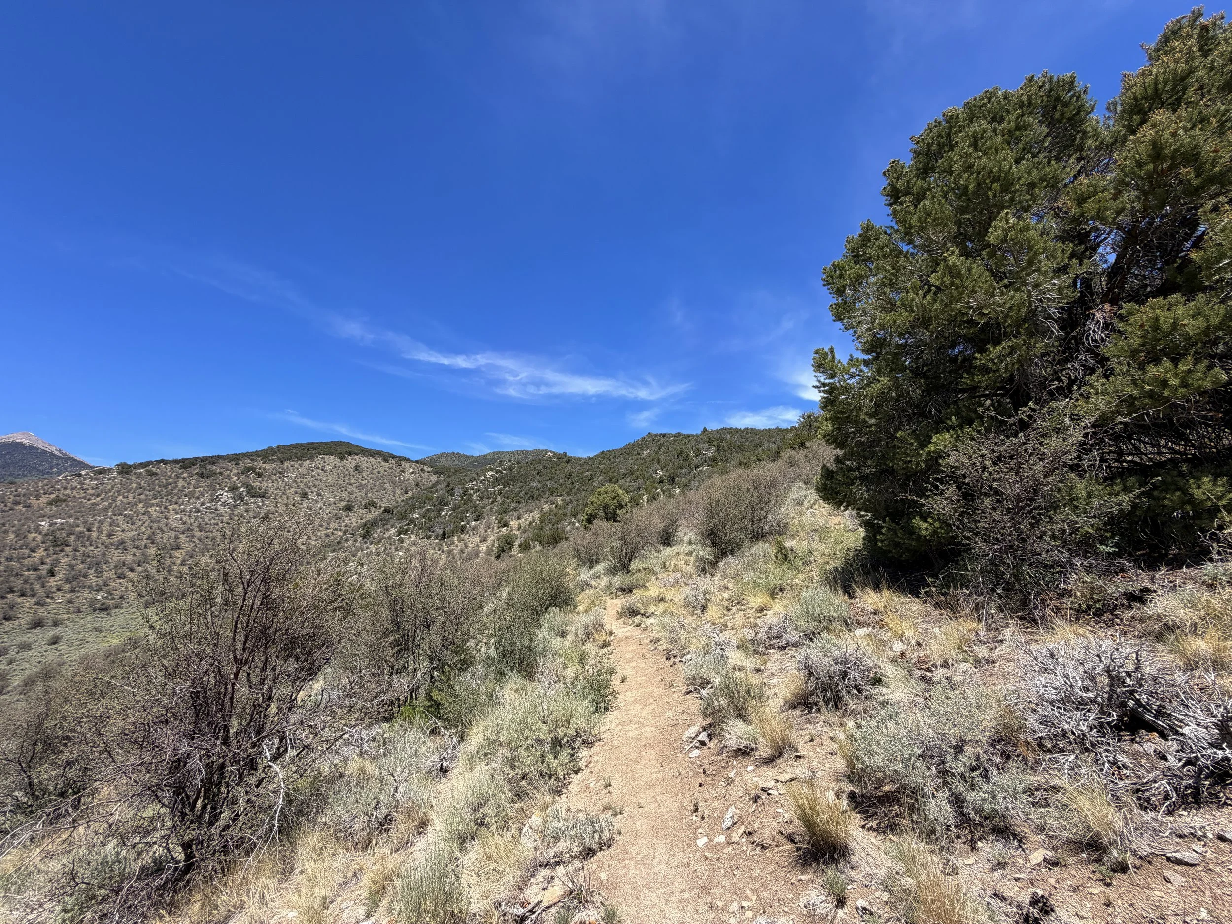 Serviceberry Loop Trail Great Basin National Park Nevada