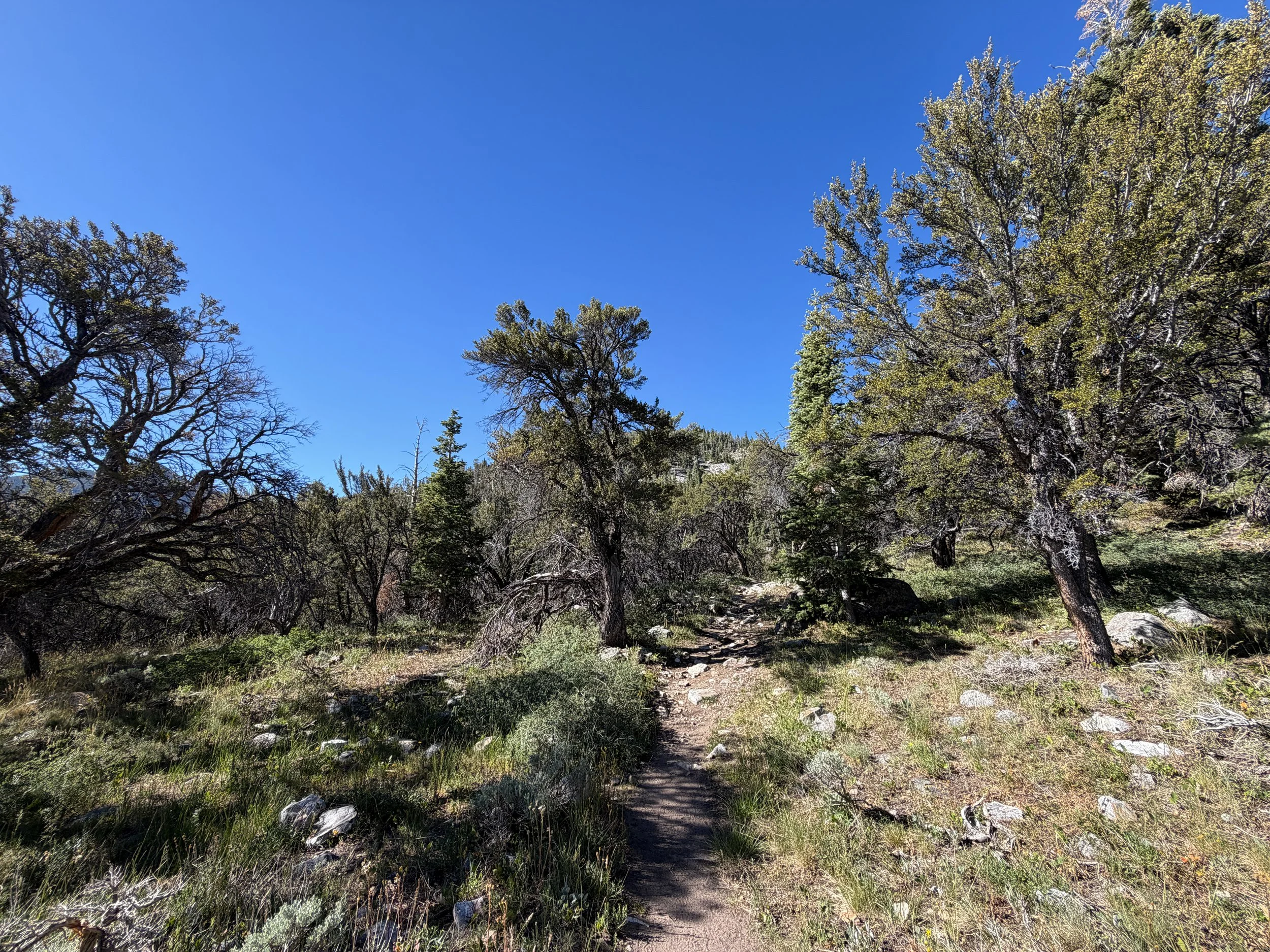 Baker Lake Hike Great Basin National Park Nevada