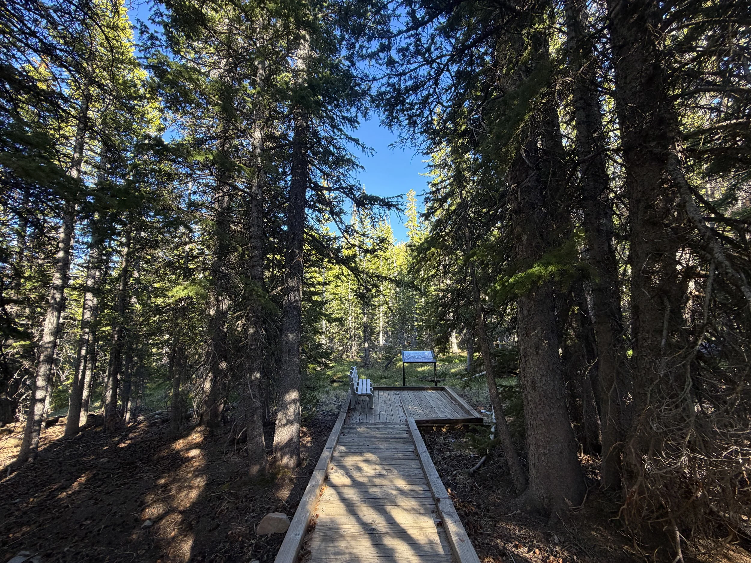 Island Forest Trail Great Basin National Park Nevada