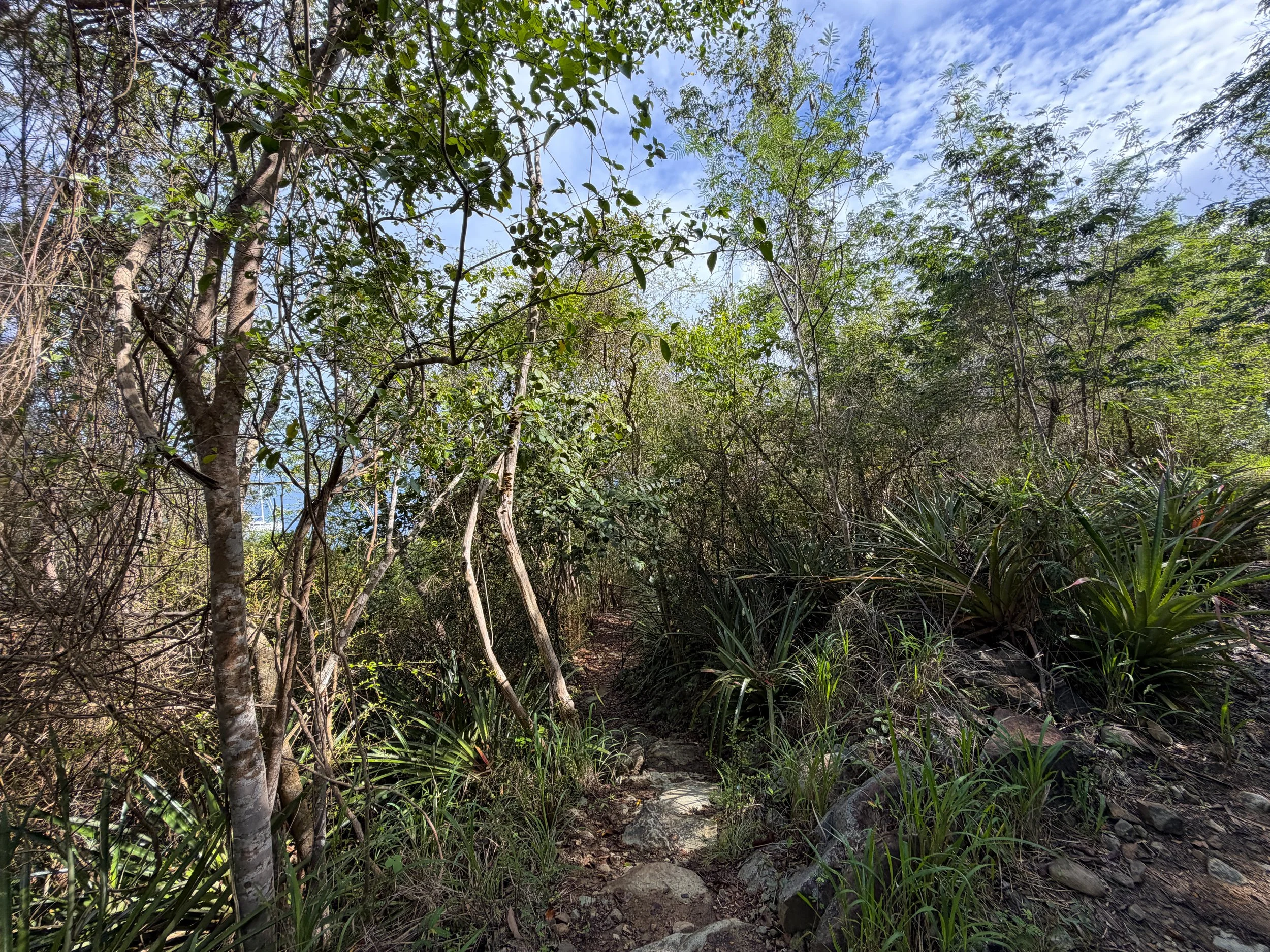 Salomon Beach Trail Virgin Islands National Park