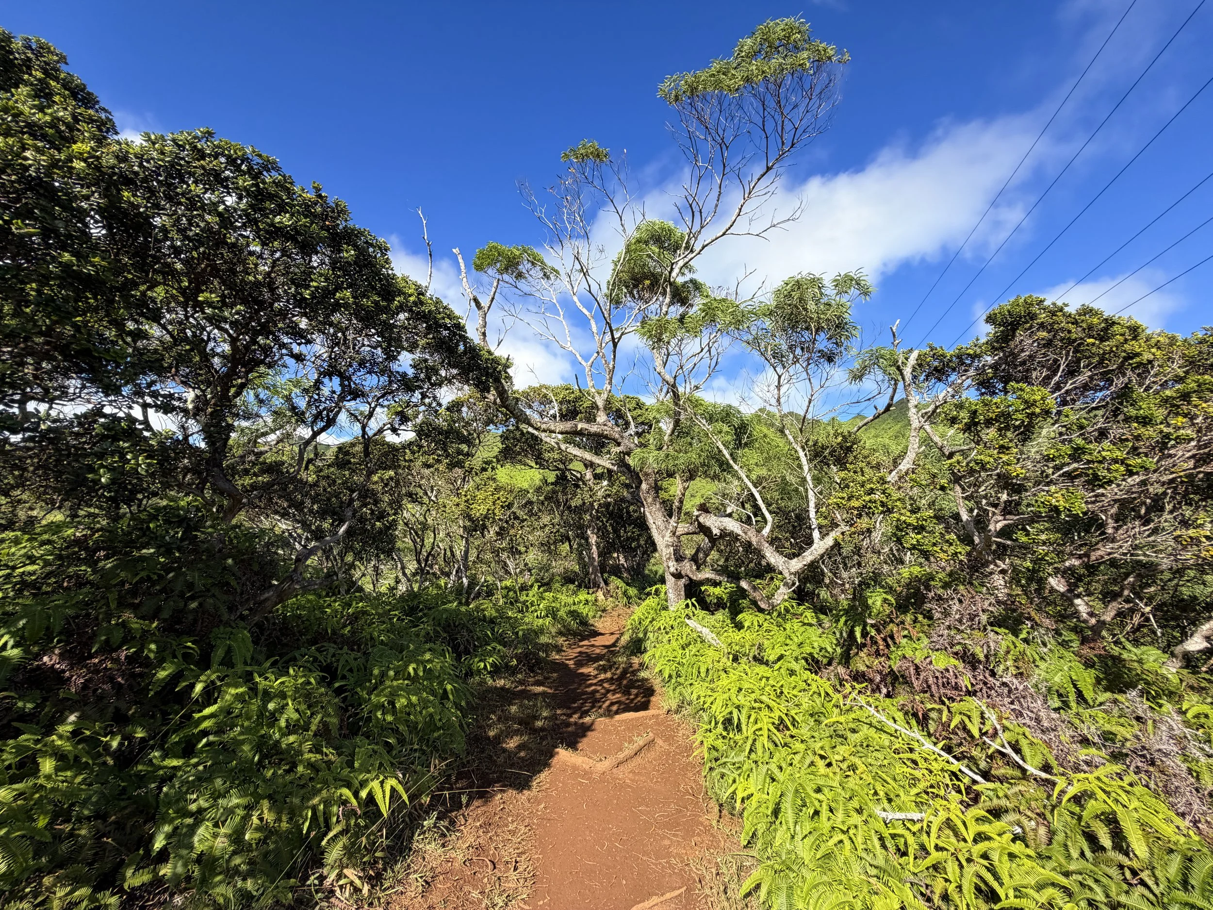 Wiliwilinui Ridge Trail Oahu Hawaii