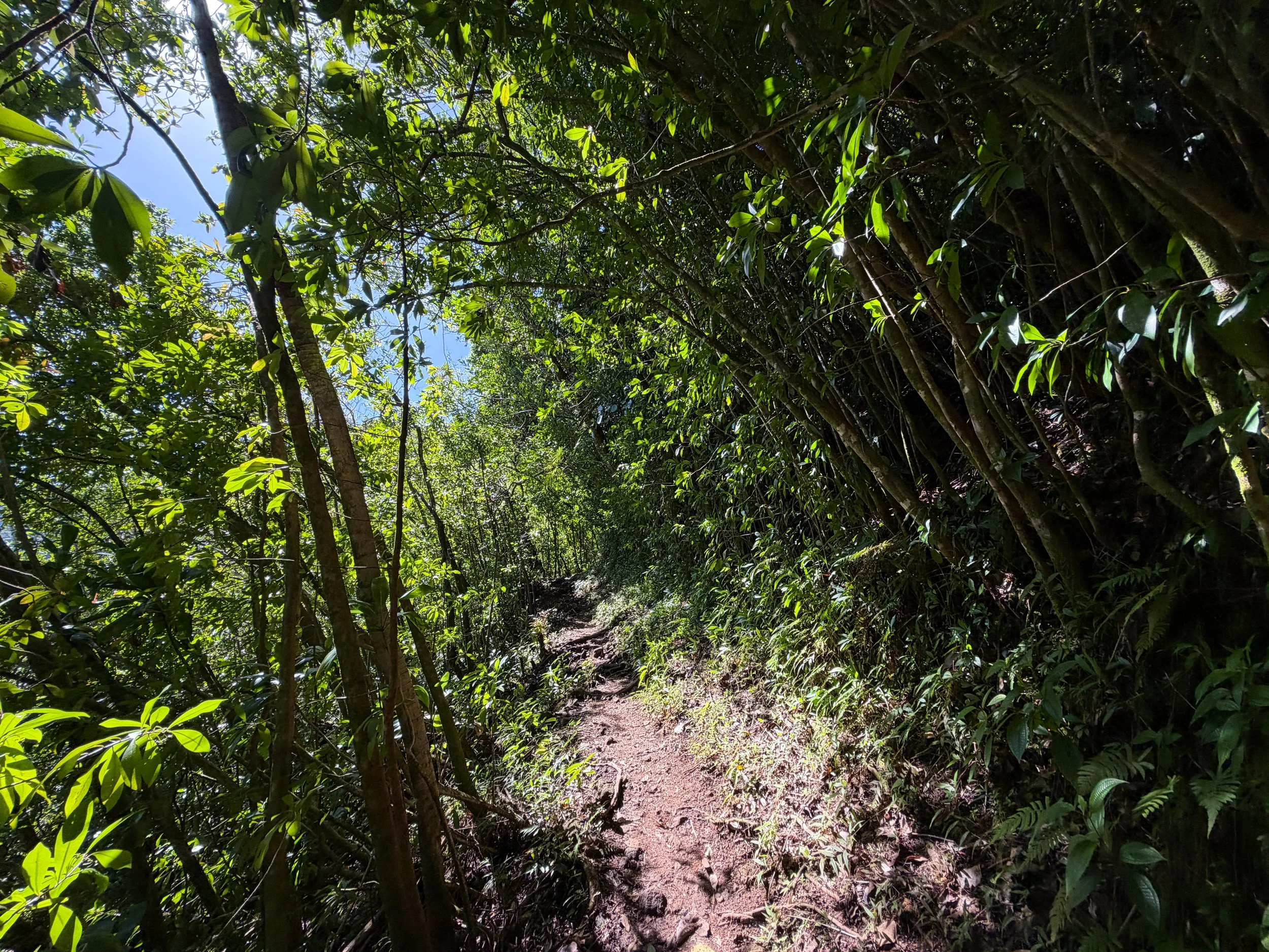 Aihualama Trail Oahu Hawaii