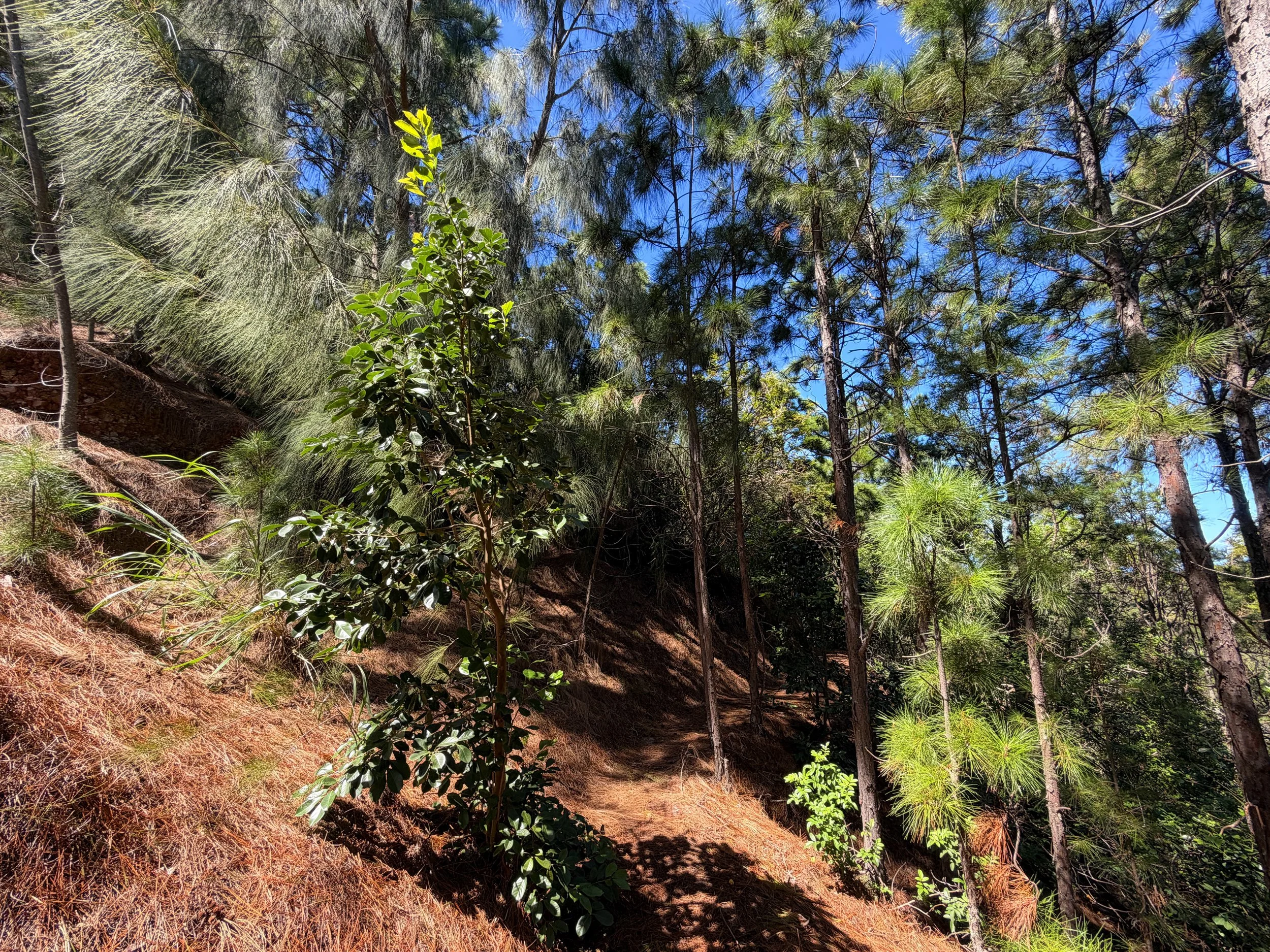 Kuaokala Trail Oahu Hawaii