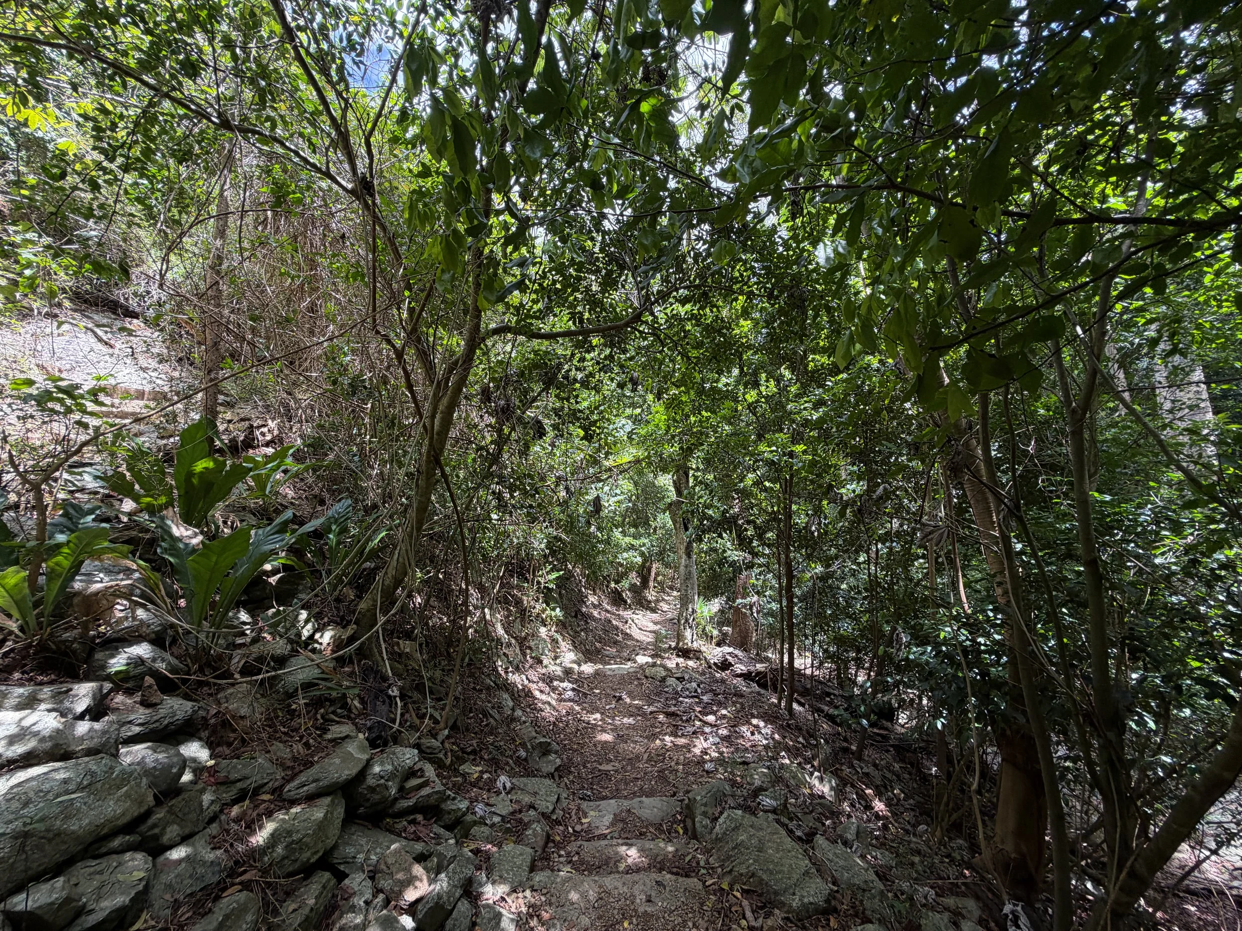 Reef Bay Trail to Petroglyphs Trail Virgin Islands National Park