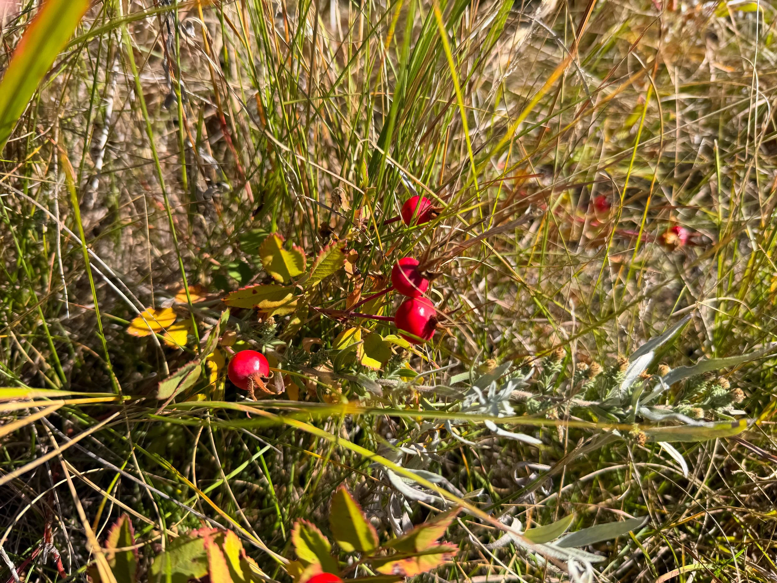 Prairie Rose Rosa arkansana