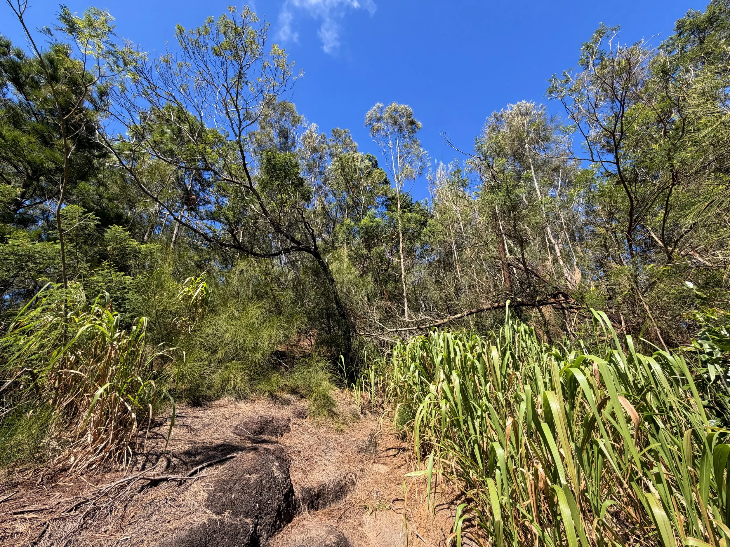 Kuaokala Trail Oahu Hawaii