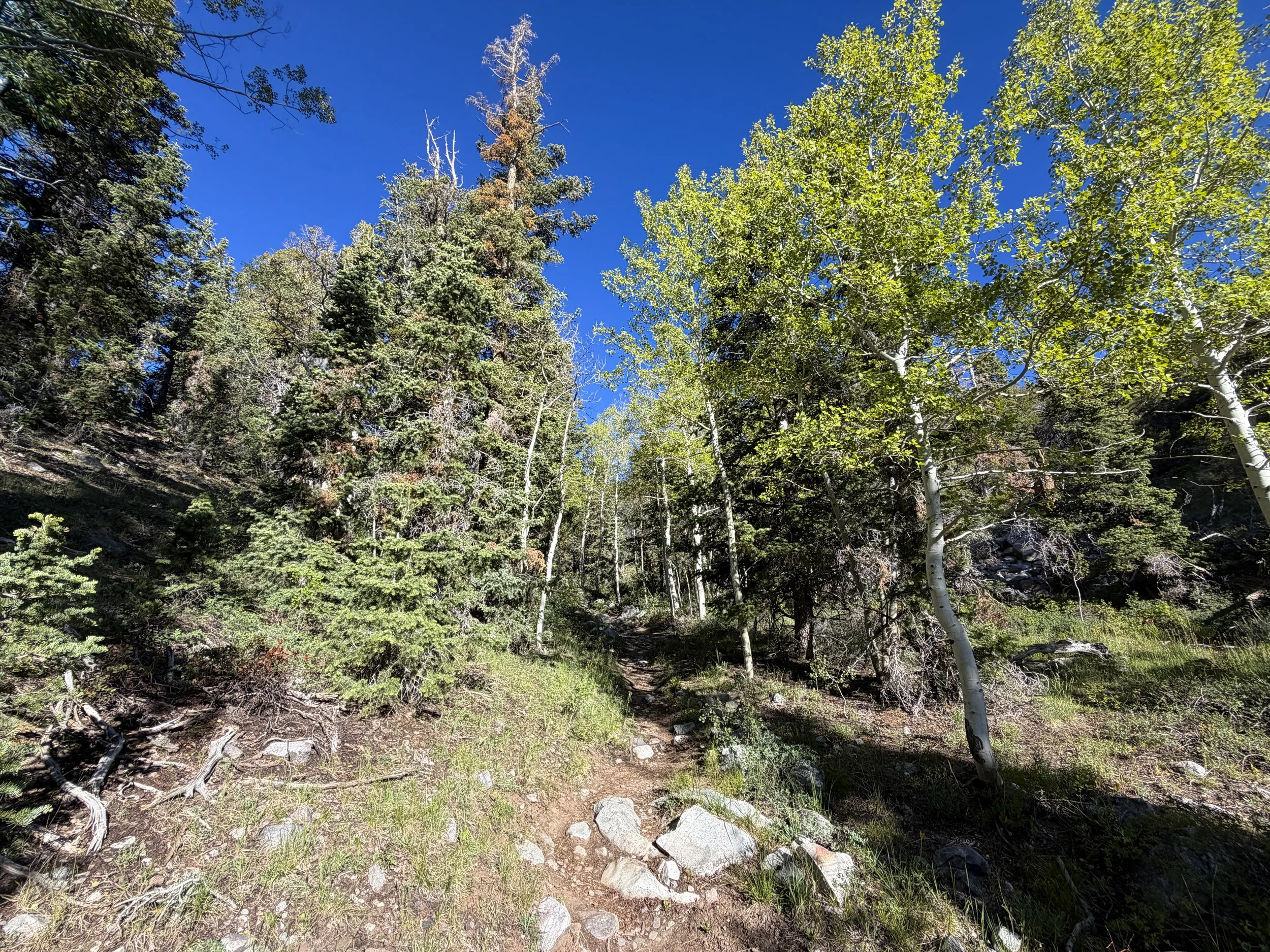 Lehman Creek Trail Great Basin National Park Nevada