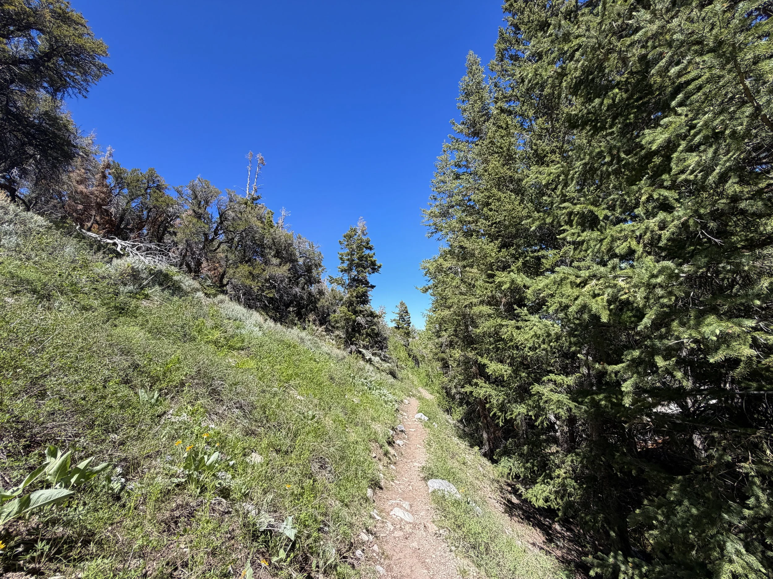 Baker Creek Loop Trail Great Basin National Park Nevada