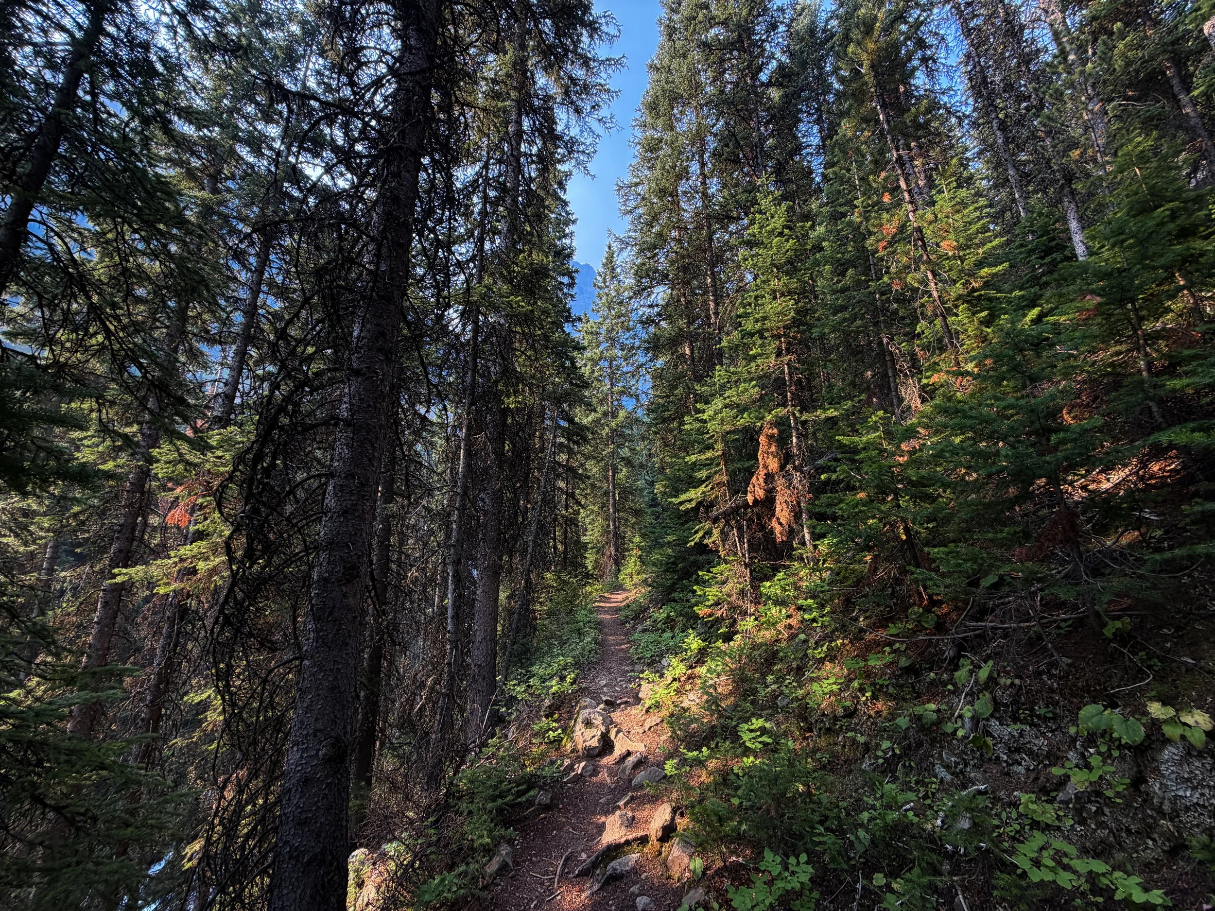 Beaten Path Trail Beartooth Mountains Montana