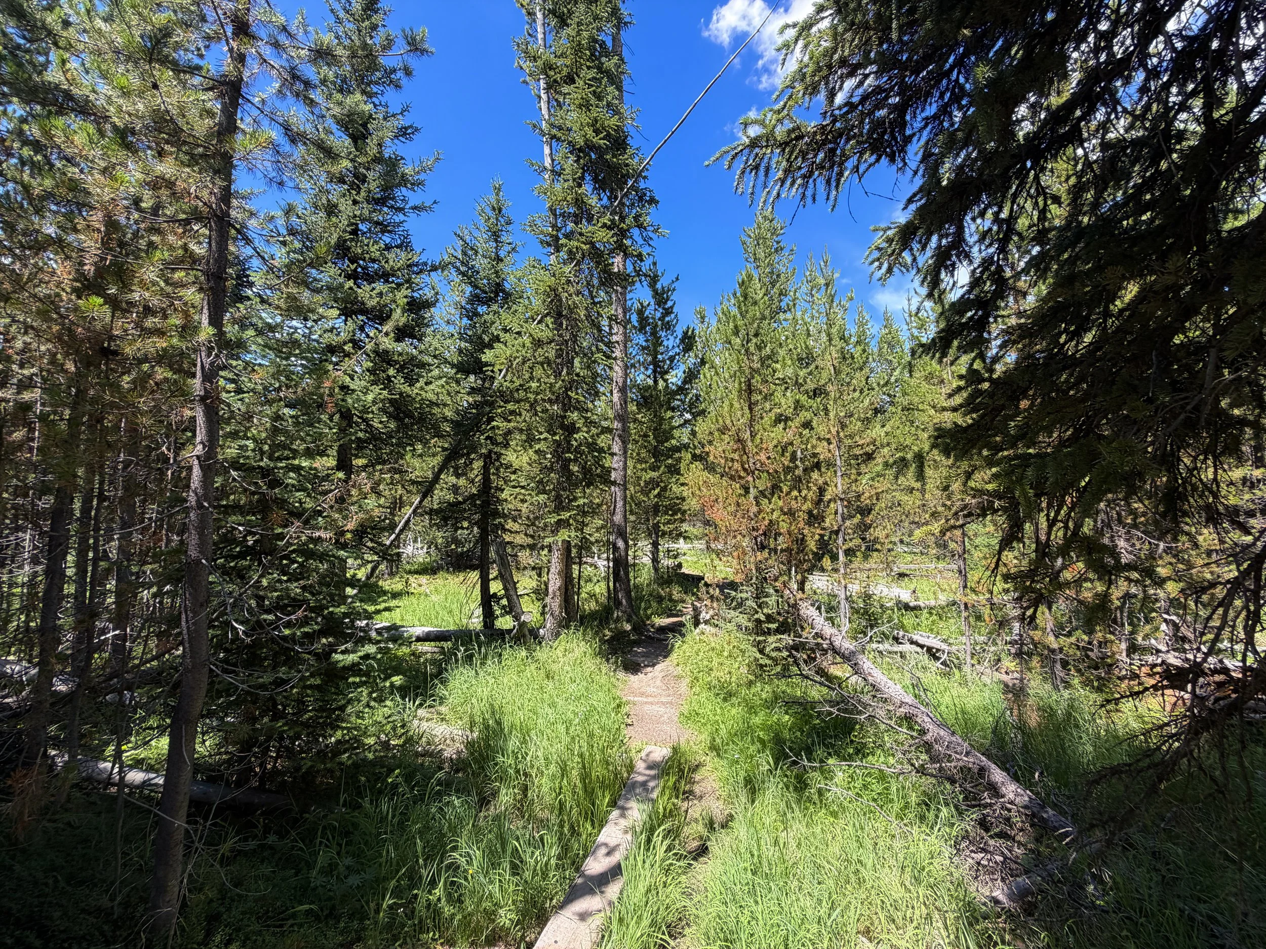 Yellowstone Lake Overlook Loop Trail Yellowstone National Park Wyoming