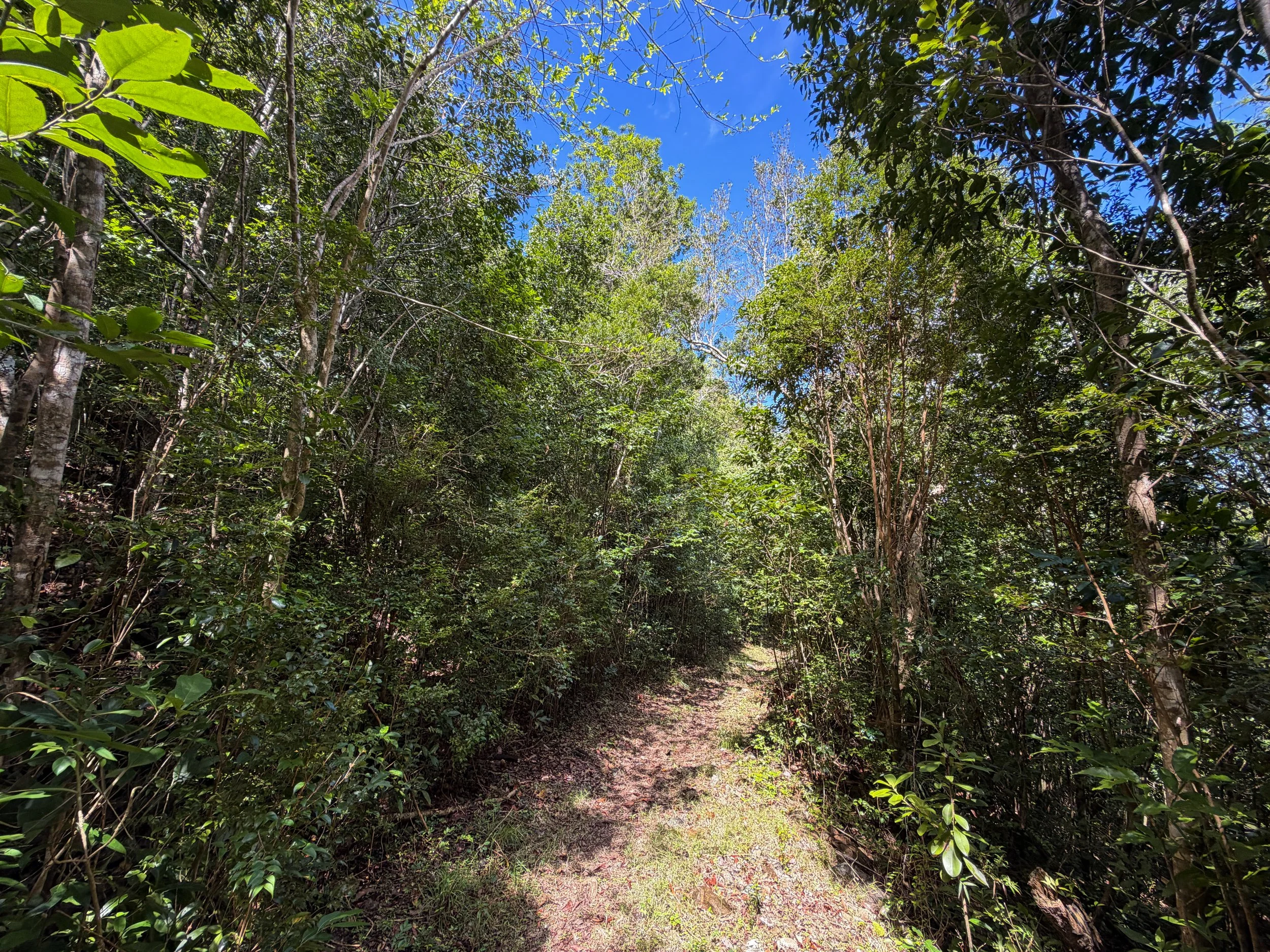 Water Catchment Trail Virgin Islands National Park