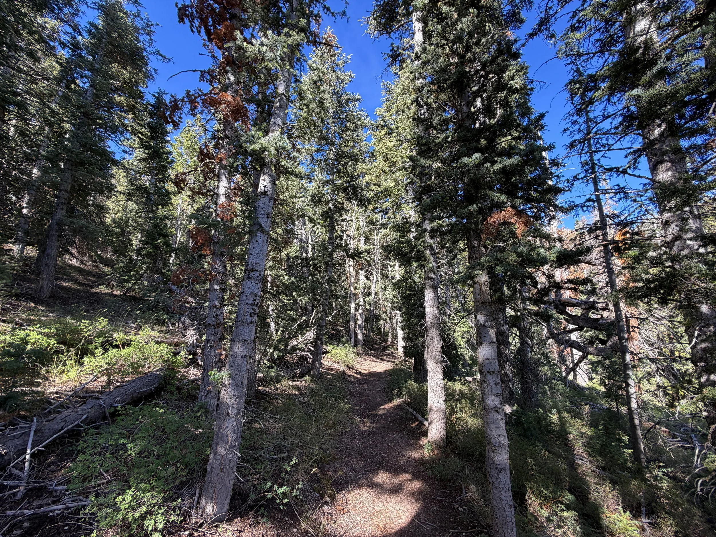 Pole Canyon Loop Hike Great Basin National Park Nevada