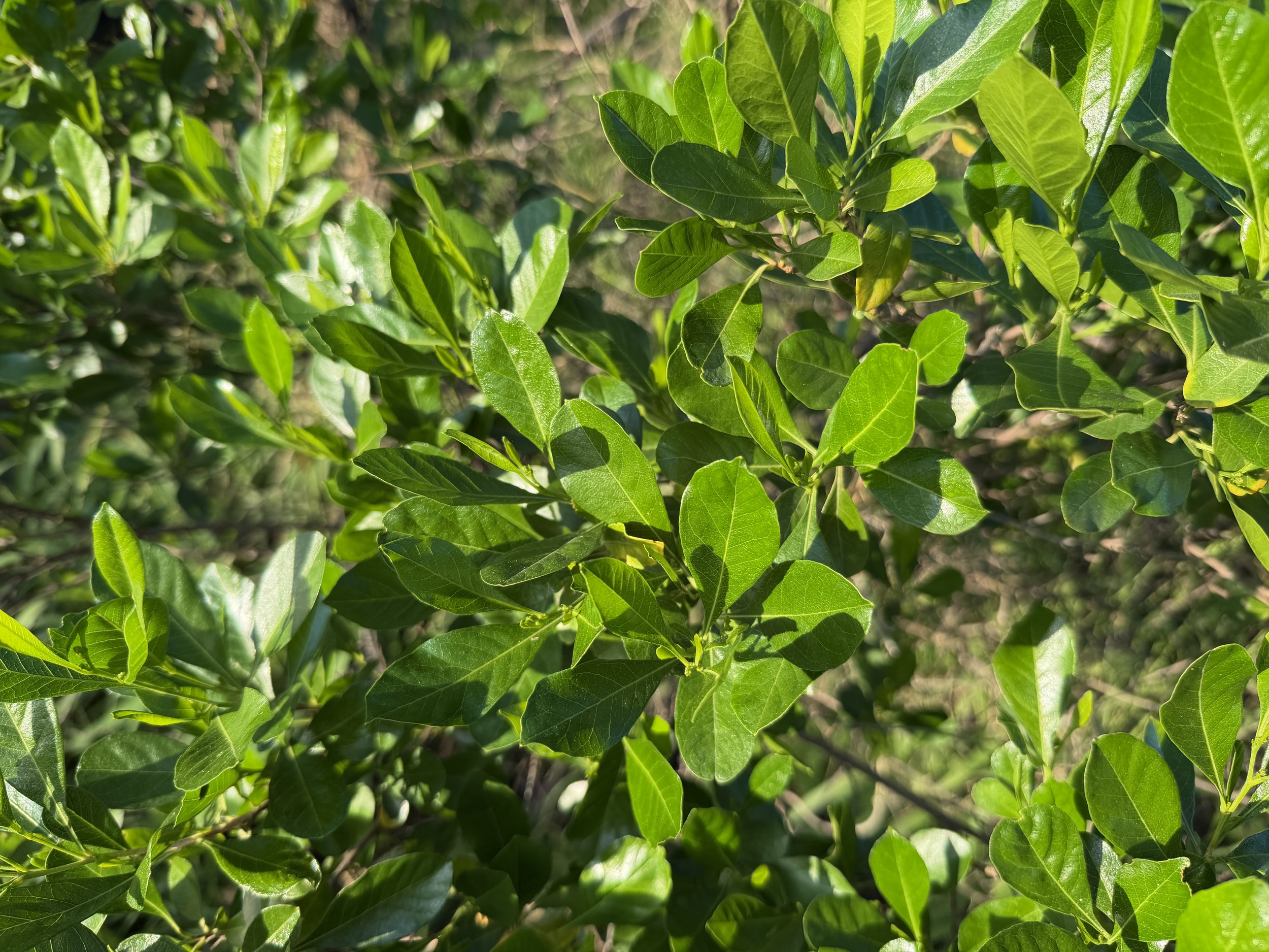 Aalii Dodonaea viscosai