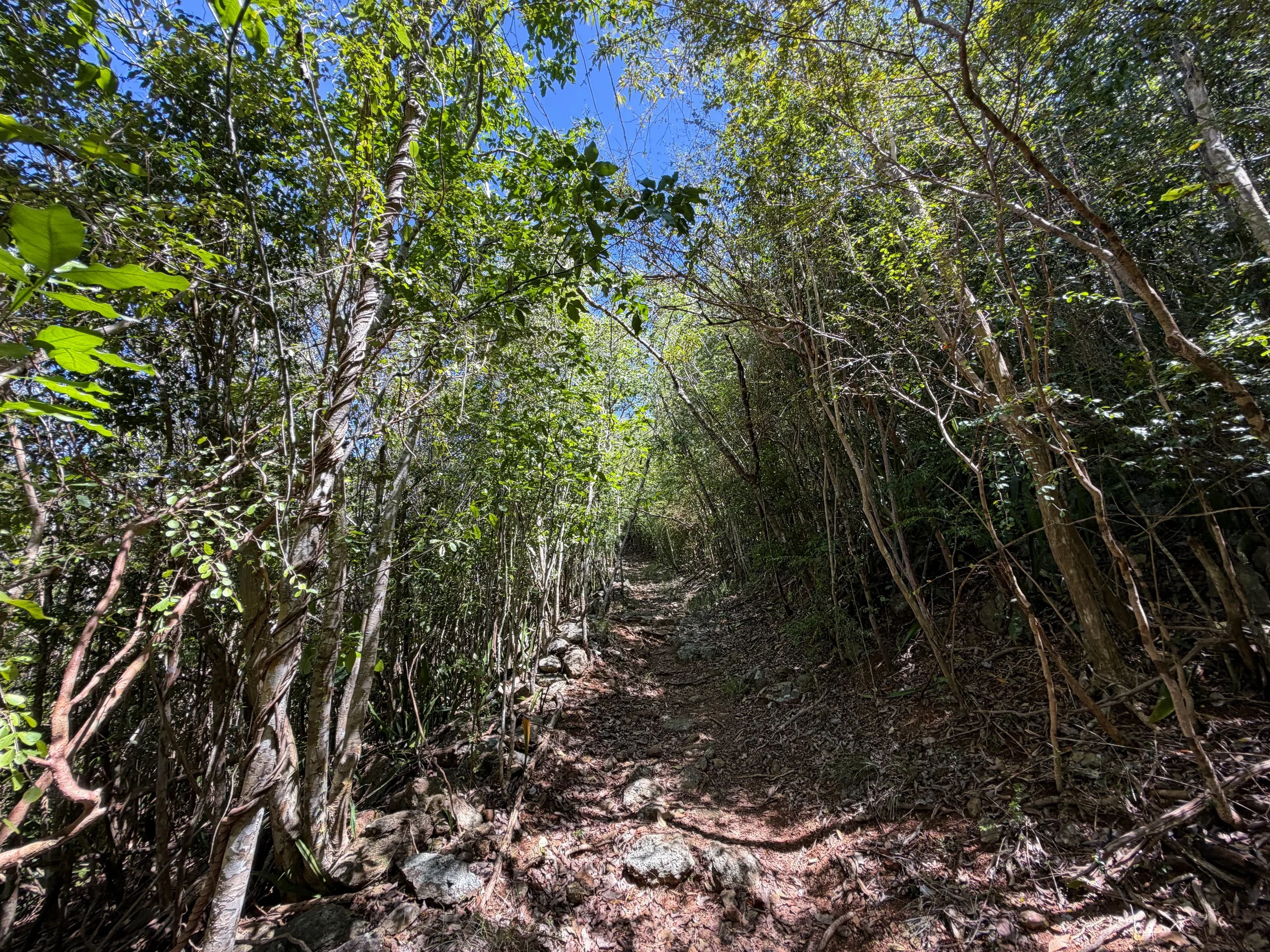 Lameshur Bay Trail to Reef Bay Great House Virgin Islands National Park