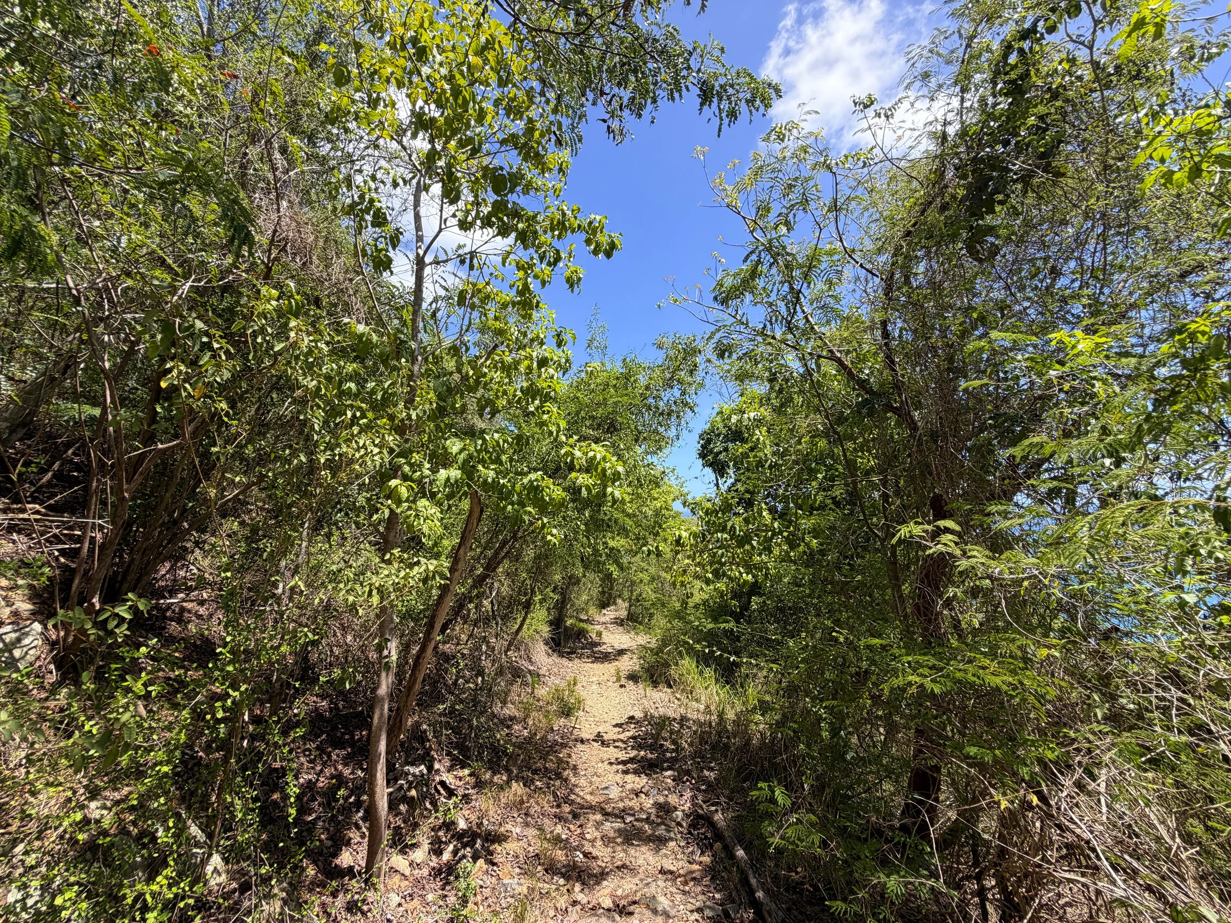 L'Esperance Trail Virgin Islands National Park