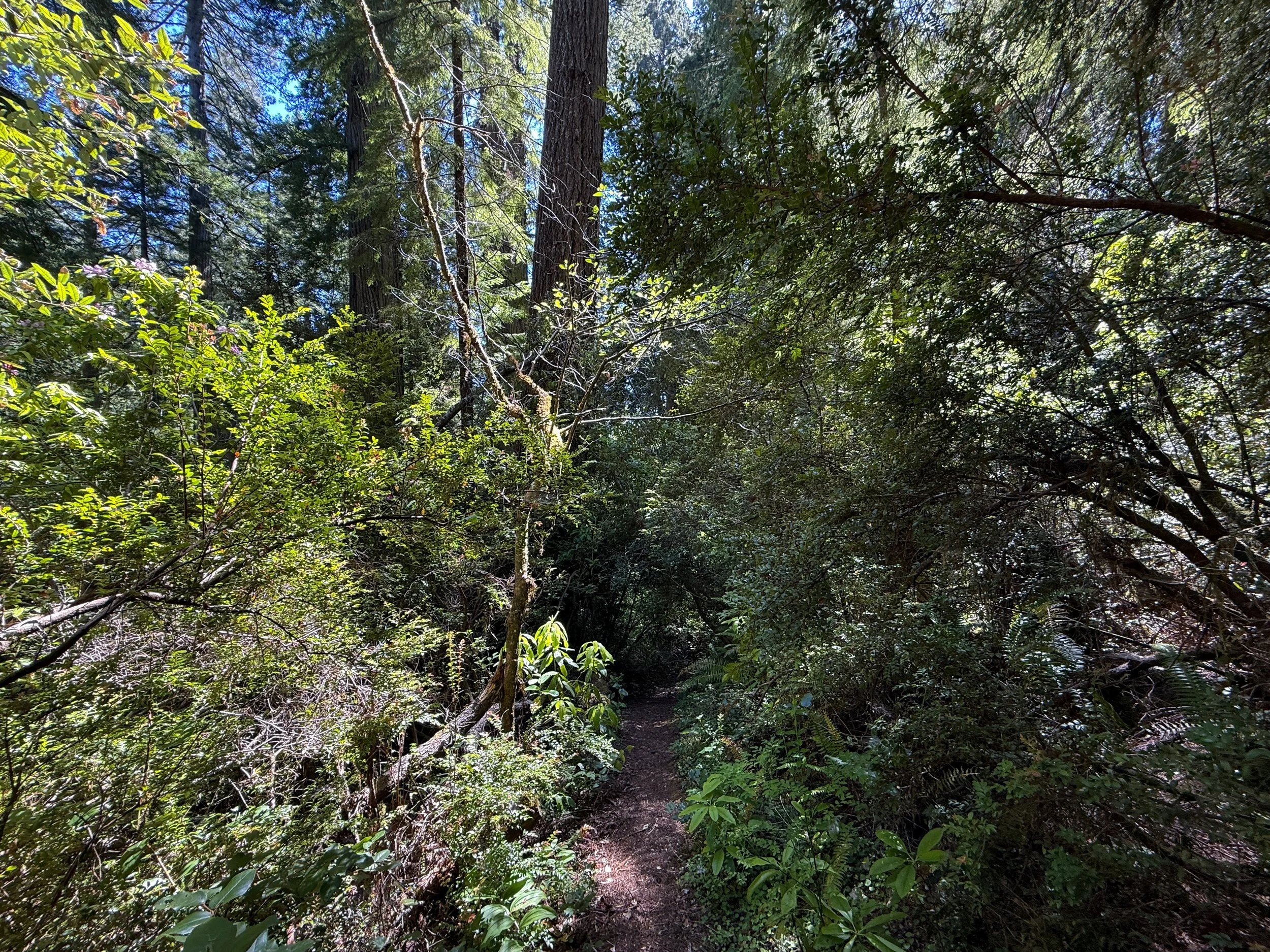Hope Creek Loop Trail Prairie Creek Redwoods State Park California