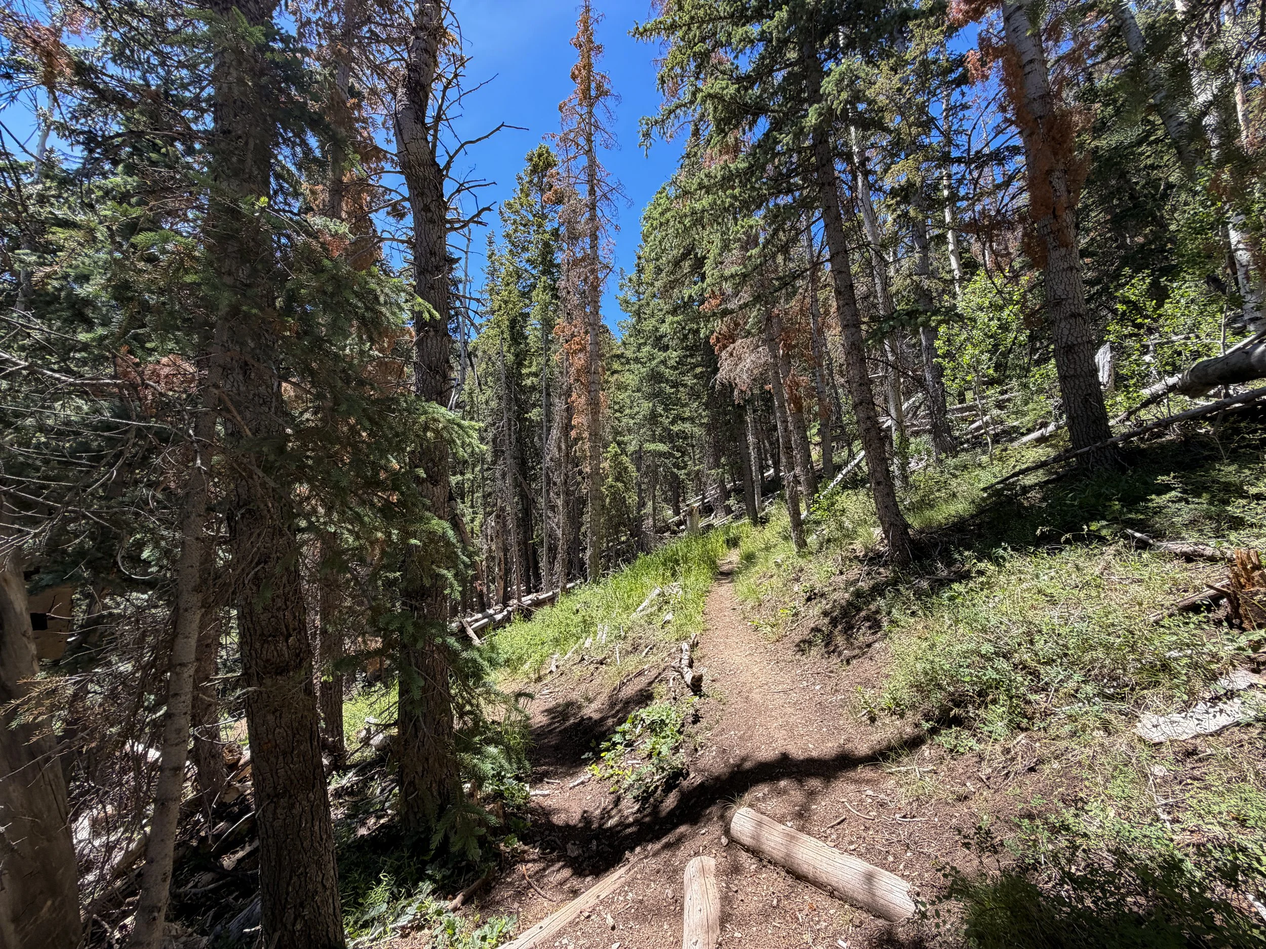 Timber Creek Loop Hike Great Basin National Park Nevada