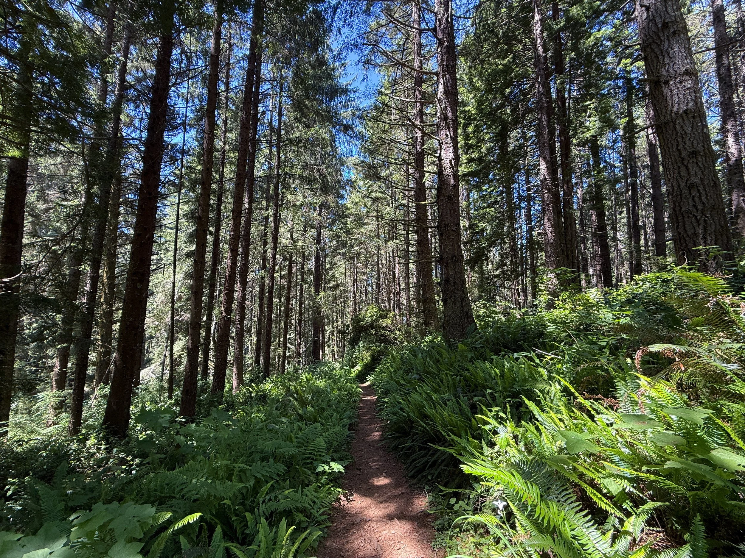 Ossagon Trail to Gold Bluffs Beach Prairie Creek Redwoods State Park California
