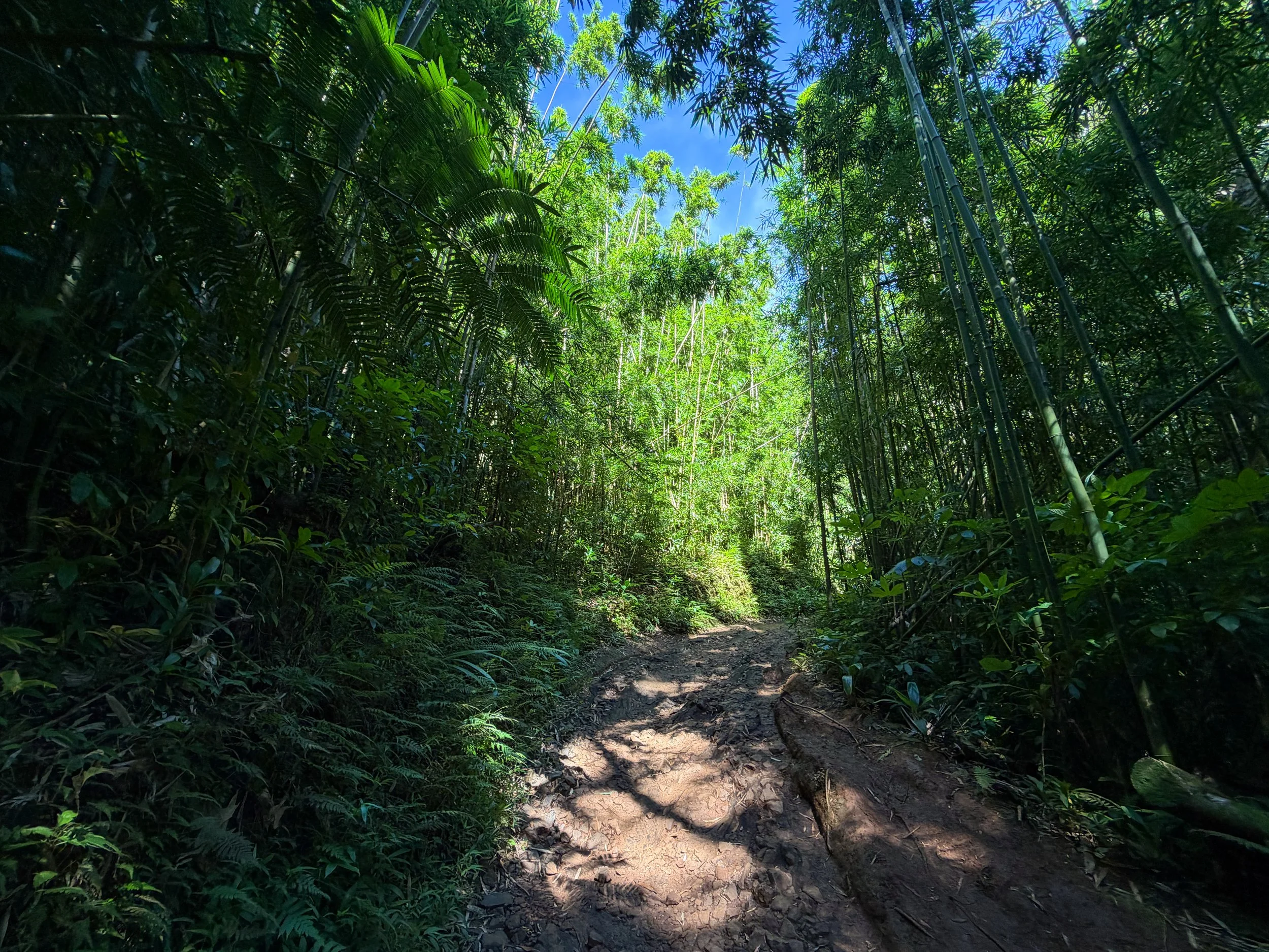 Manoa Falls Trail Oahu Hawaii