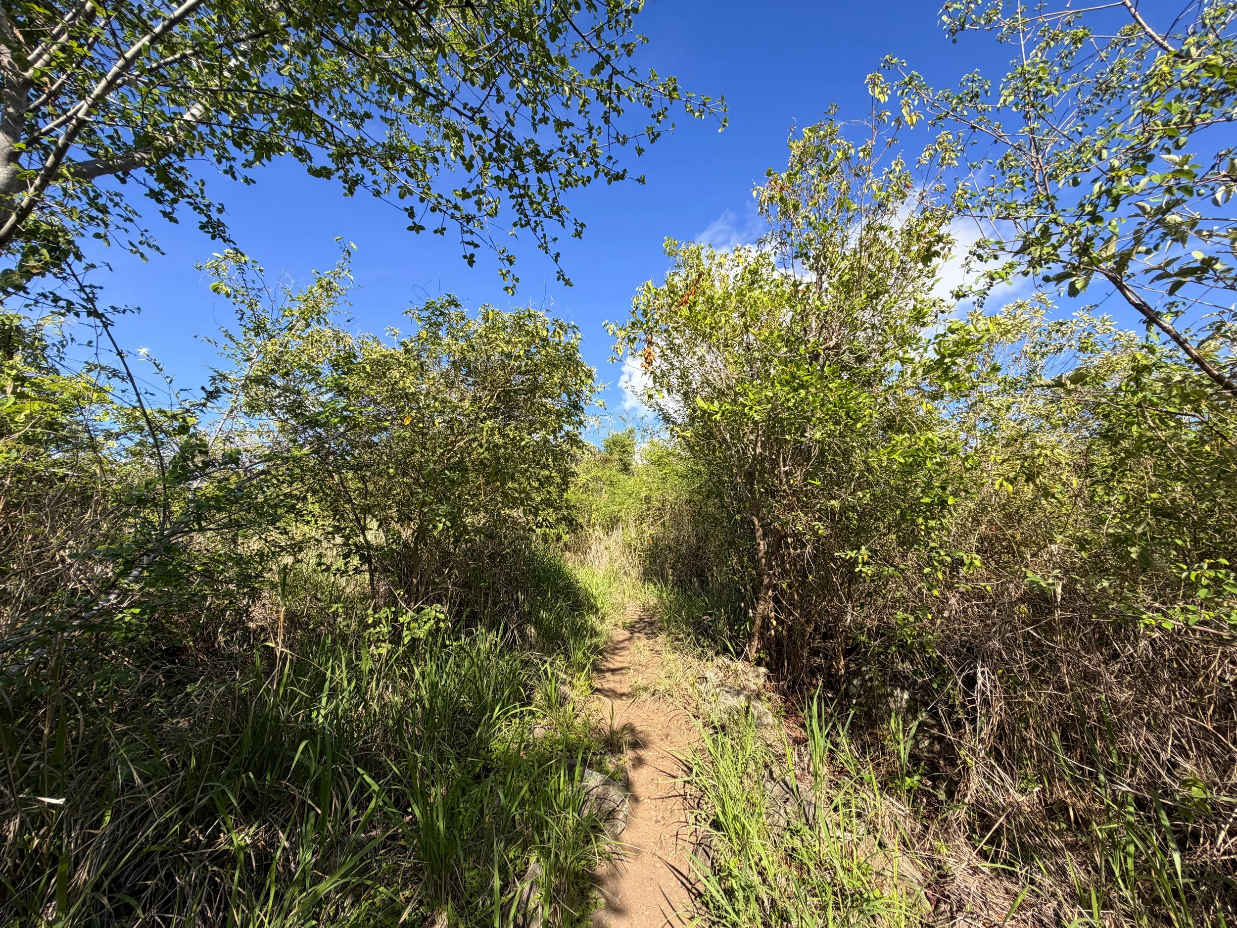 Caneel Hill Spur Trail Virgin Islands National Park