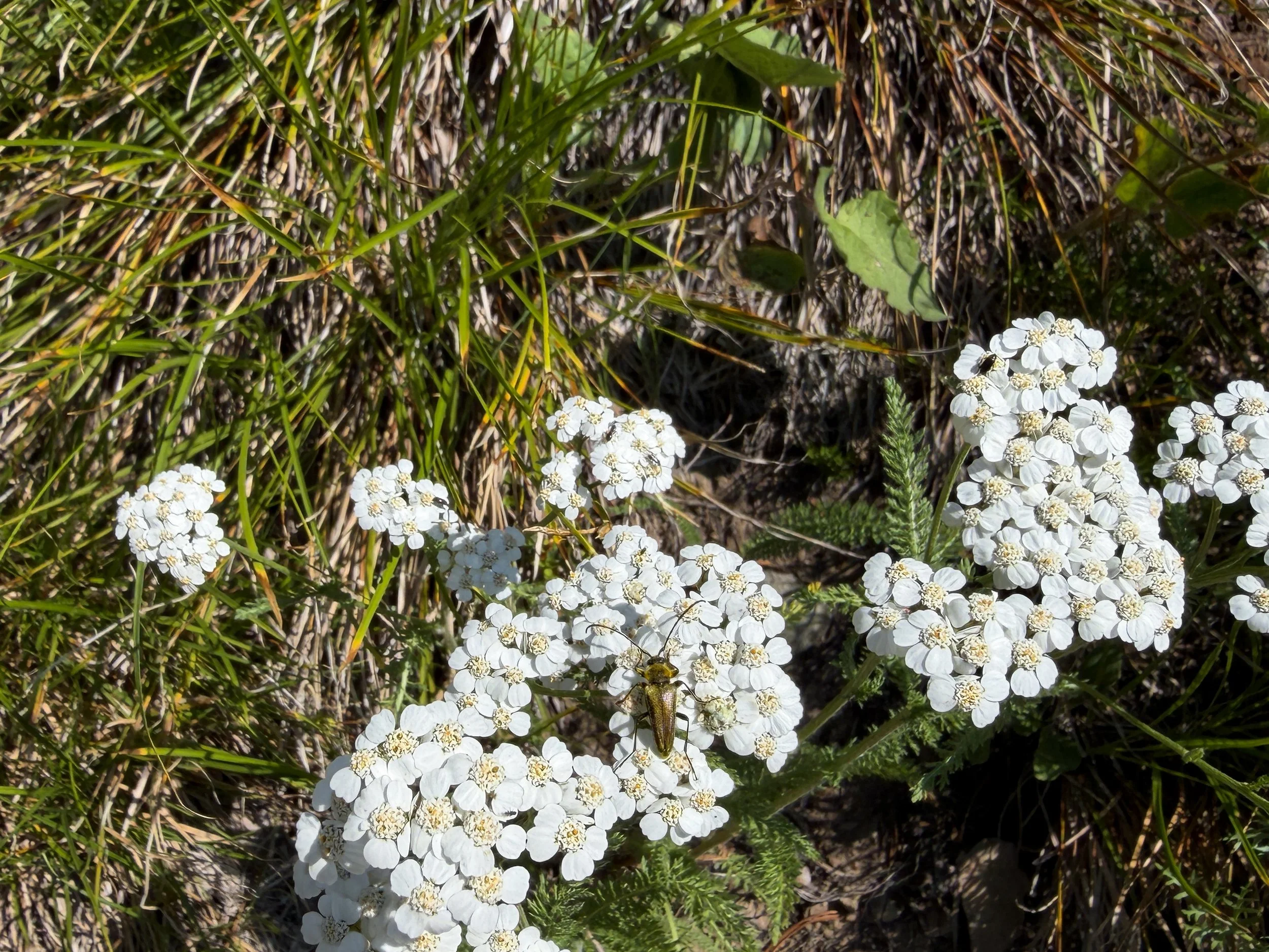 Common Yarrow Achillea millefolium
