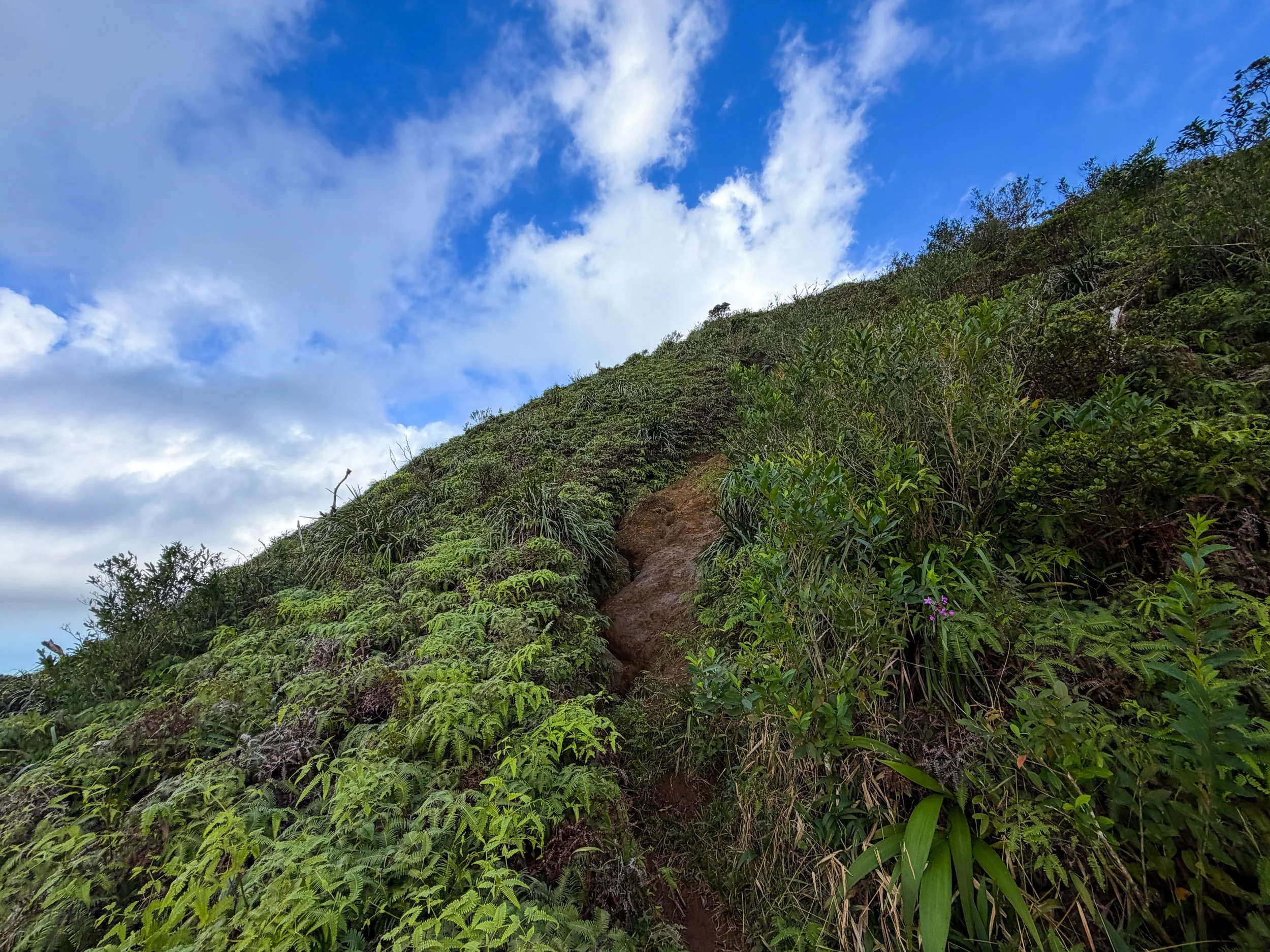 Kaau Crater Trail Oahu Hawaii