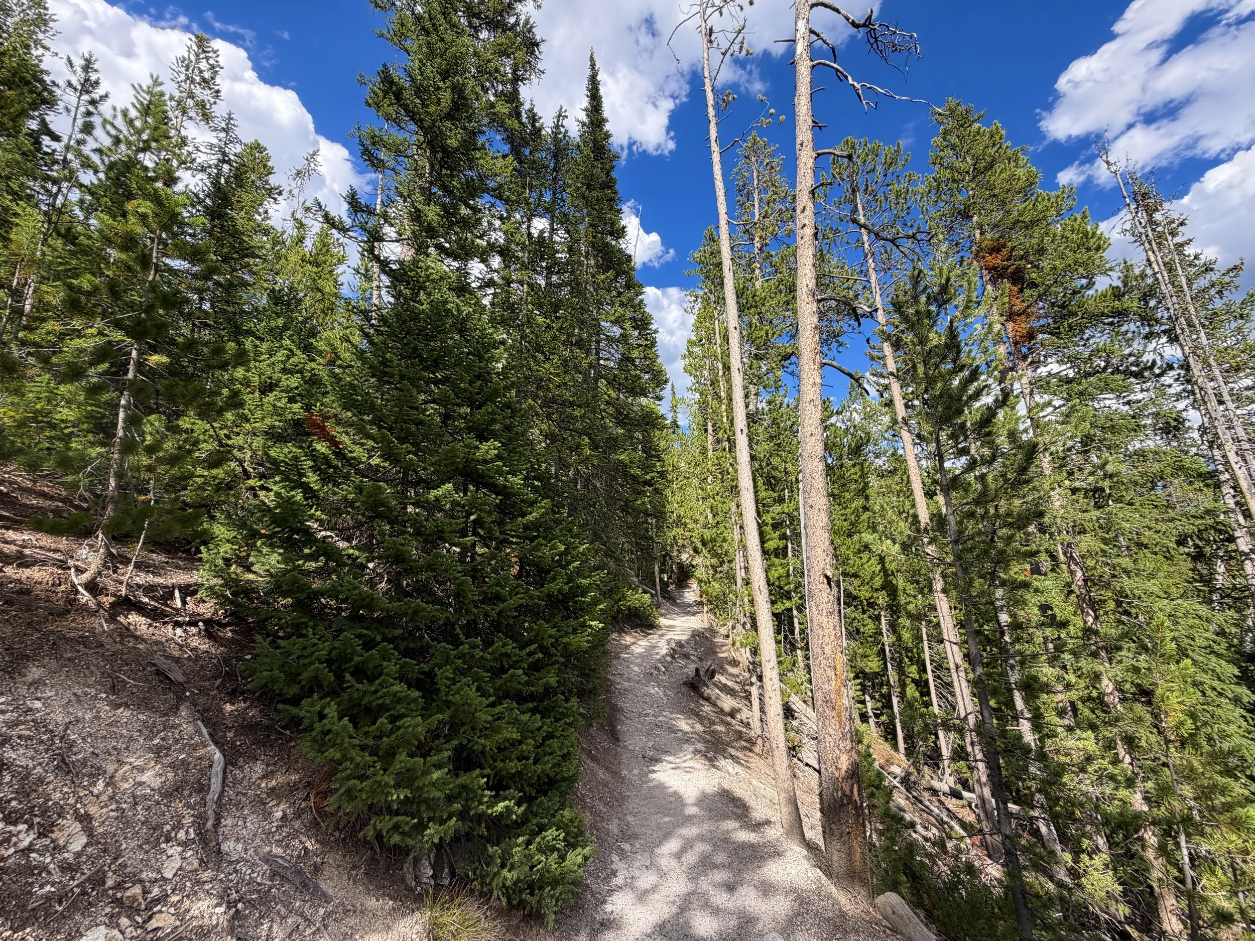 North Rim Trail Yellowstone National Park Wyoming