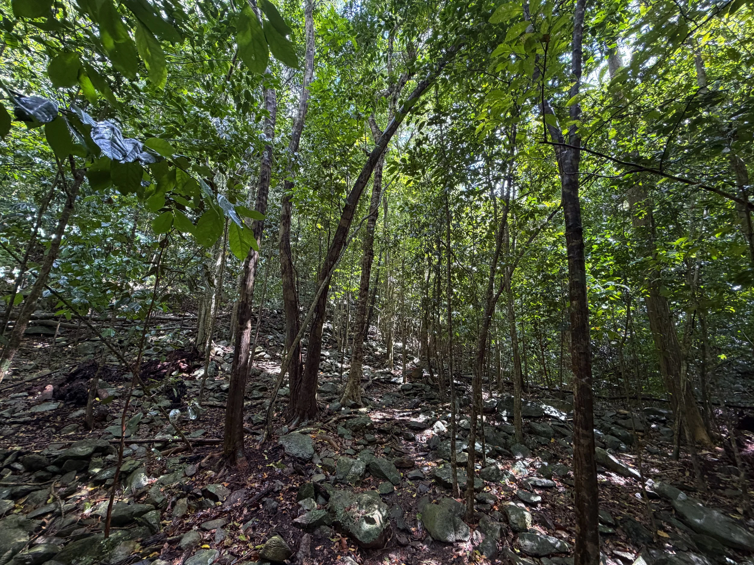 Cinnamon Bay Loop Trail Virgin Islands National Park