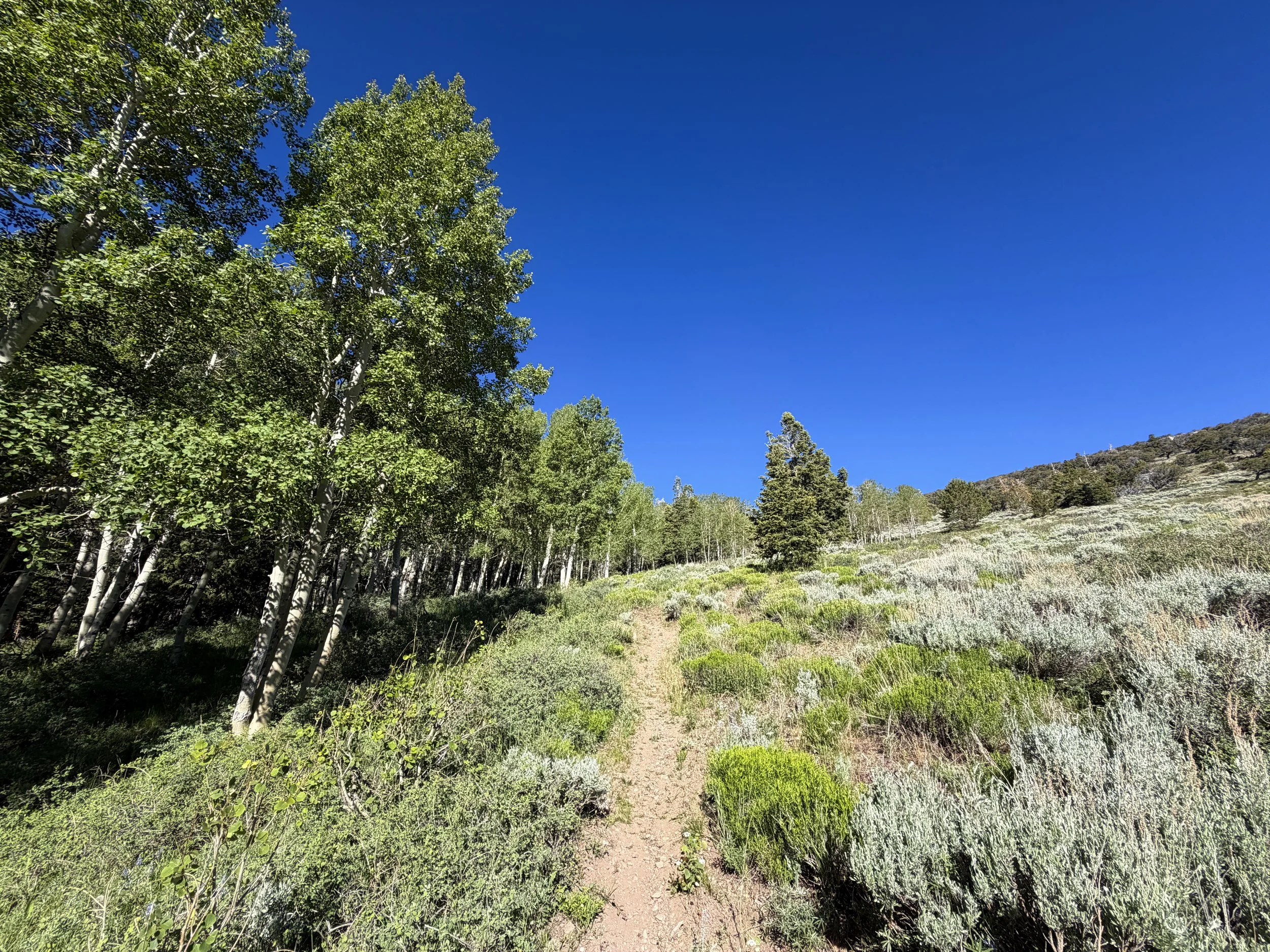Upper Strawberry Trail Great Basin National Park Nevada