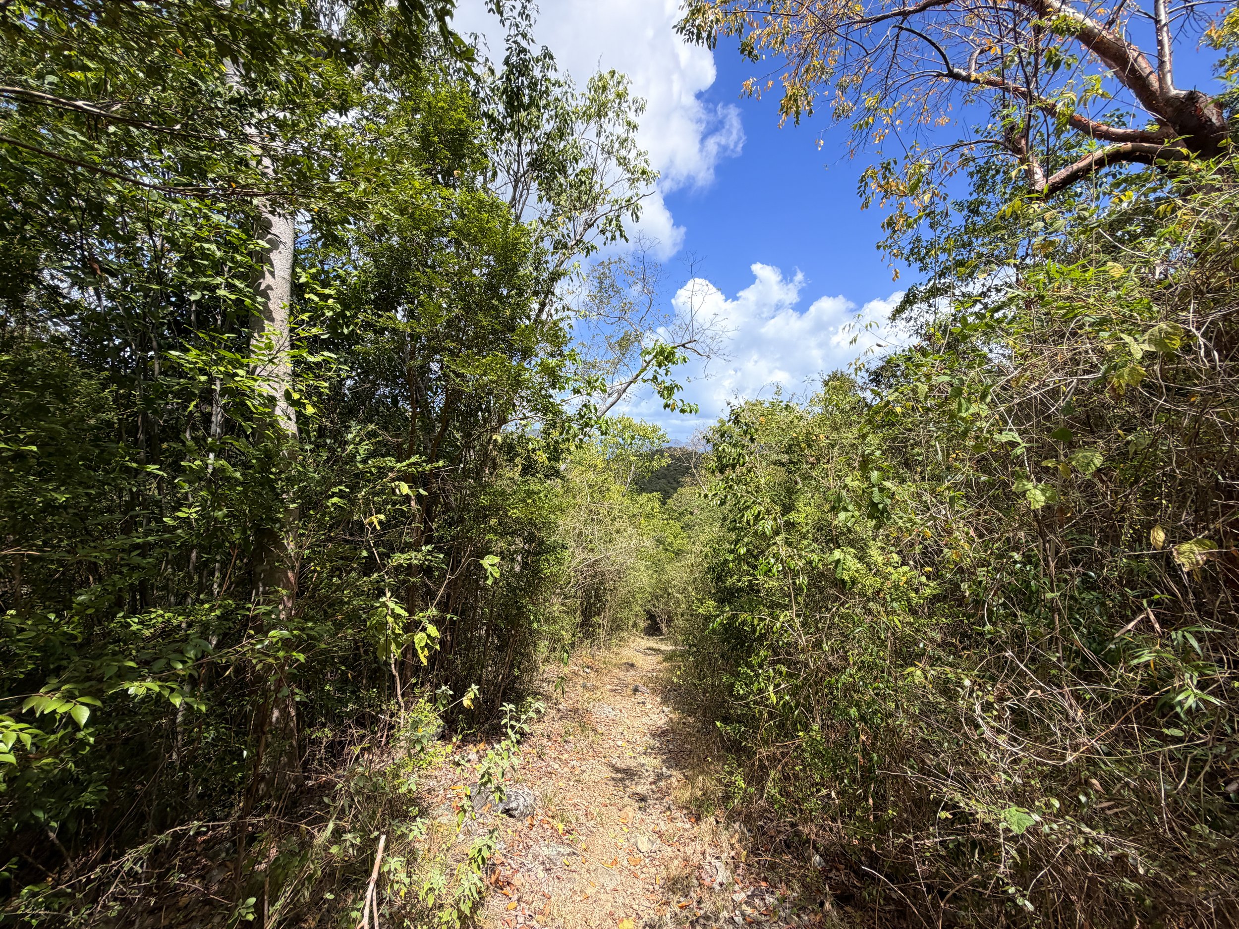 Johnny Horn Trail Virgin Islands National Park