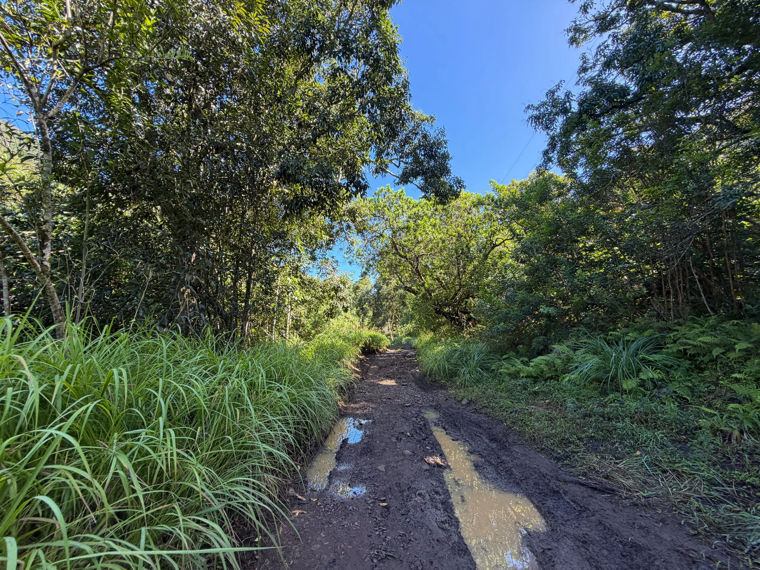 Tripler Ridge Trail via Kamananui Valley Road Oahu Hawaii