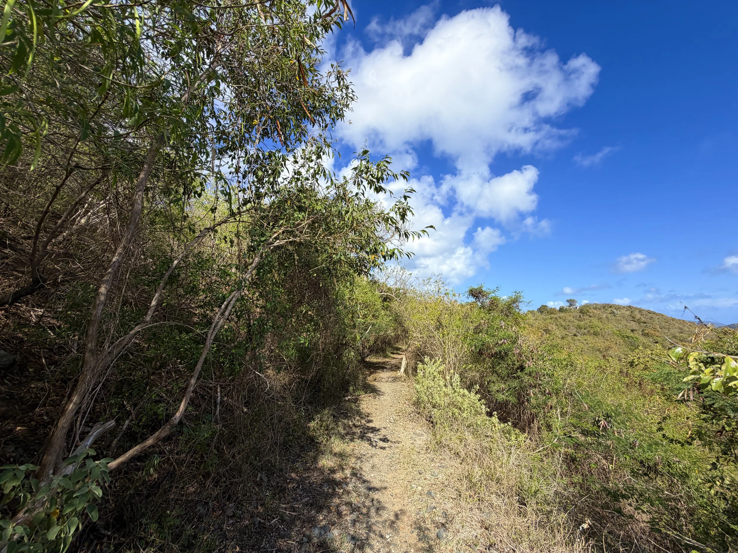 Johnny Horn Trail Virgin Islands National Park