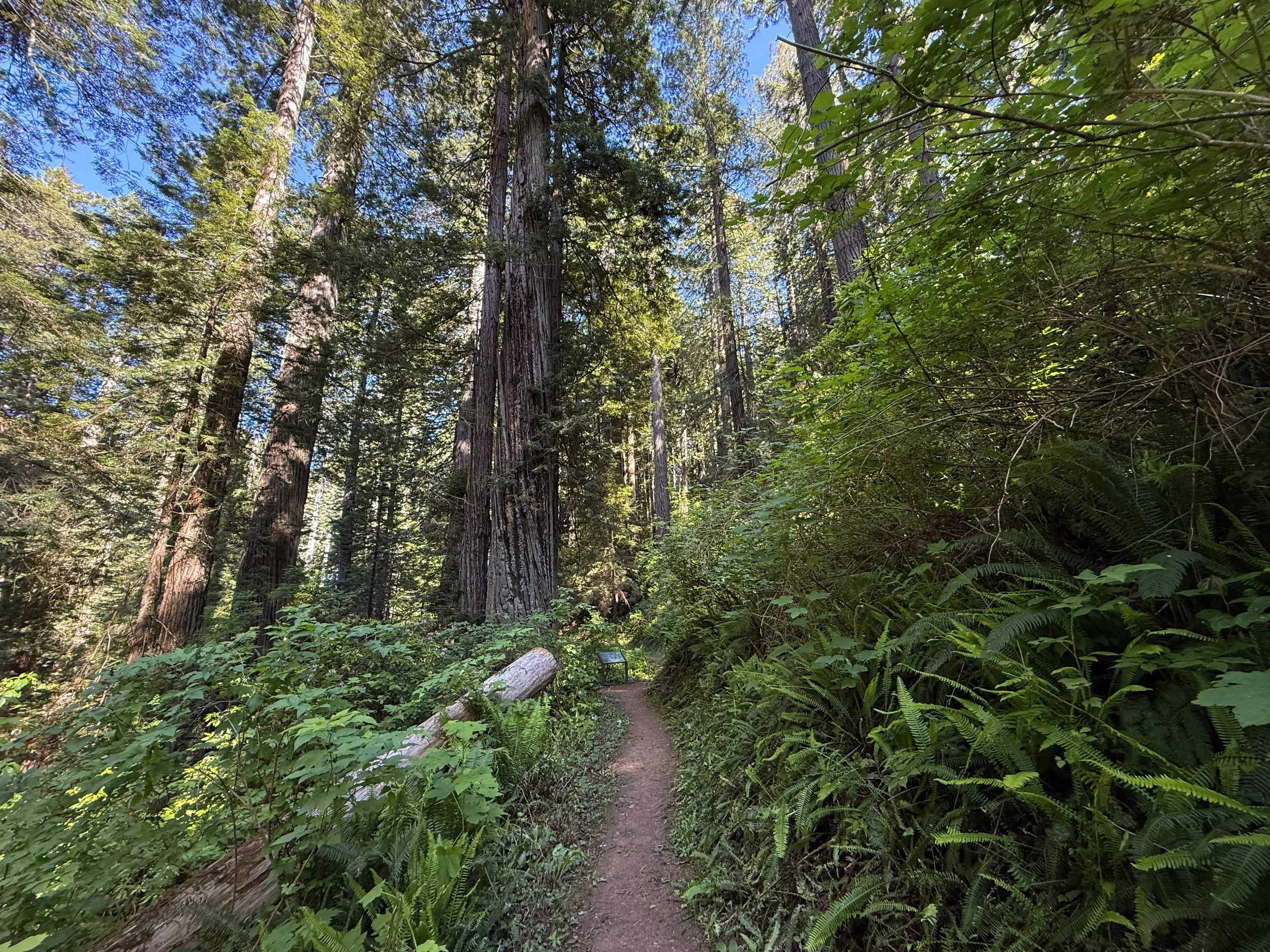 Ah Pah Interpretive Trail Prairie Creek Redwoods State Park California