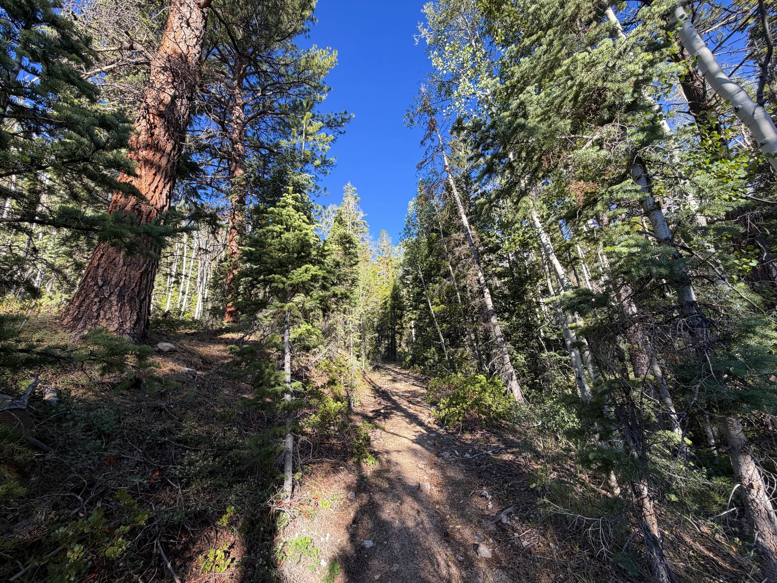 Snake Creek Overlook Hike Great Basin National Park Nevada