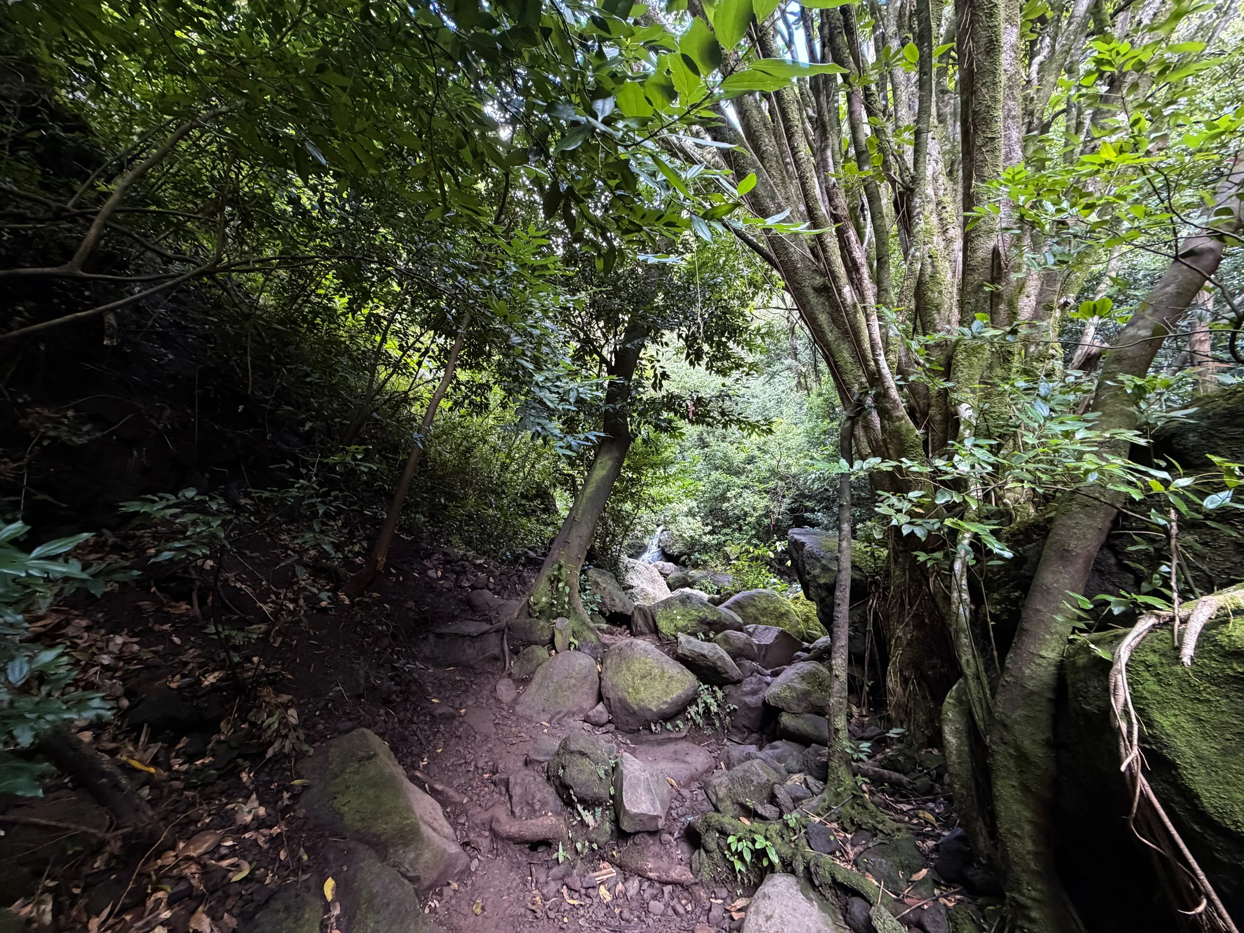Lulumahu Falls Trail Oahu Hawaii
