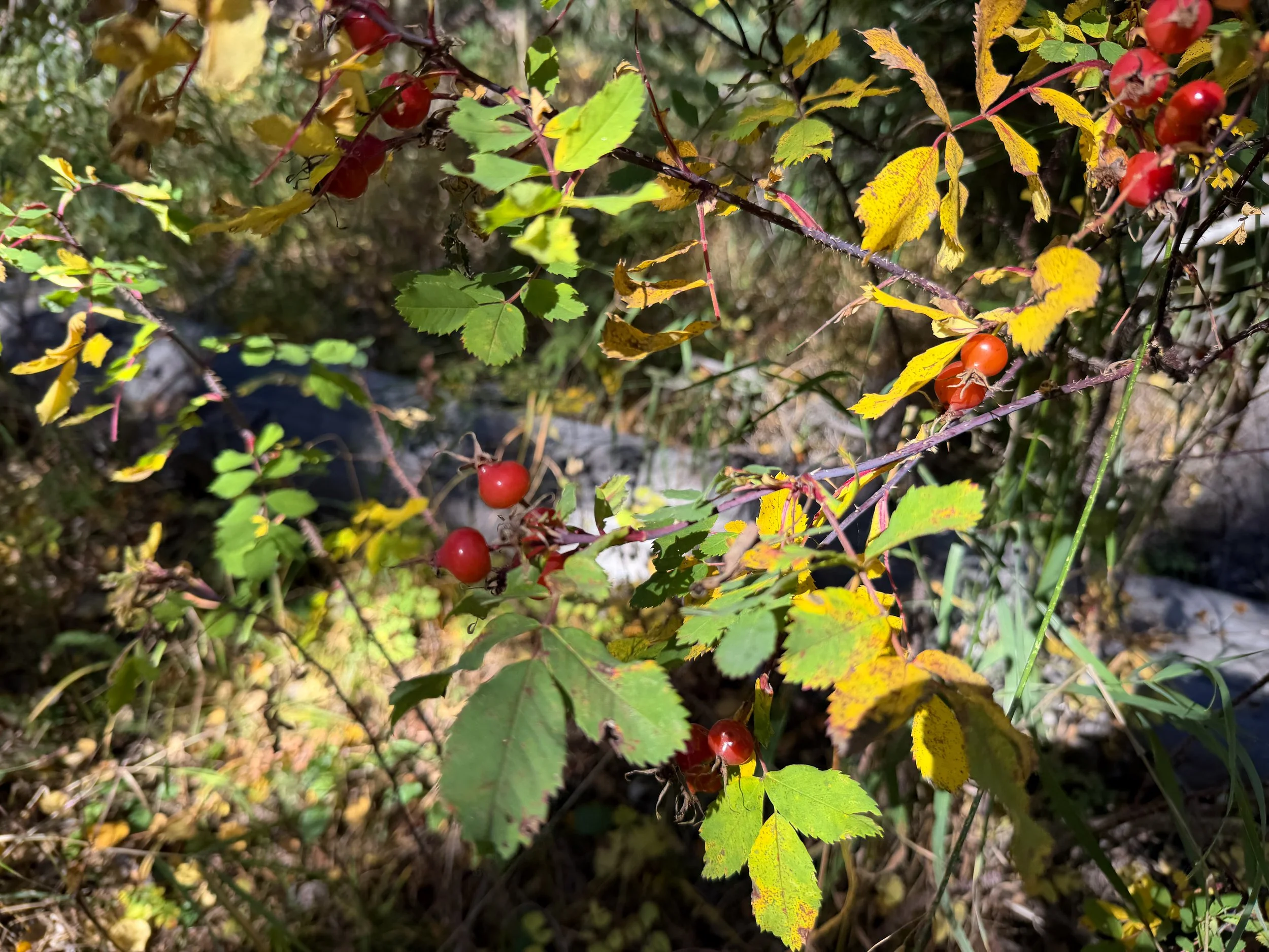 Red Berries Rosa species Black Hills South Dakota