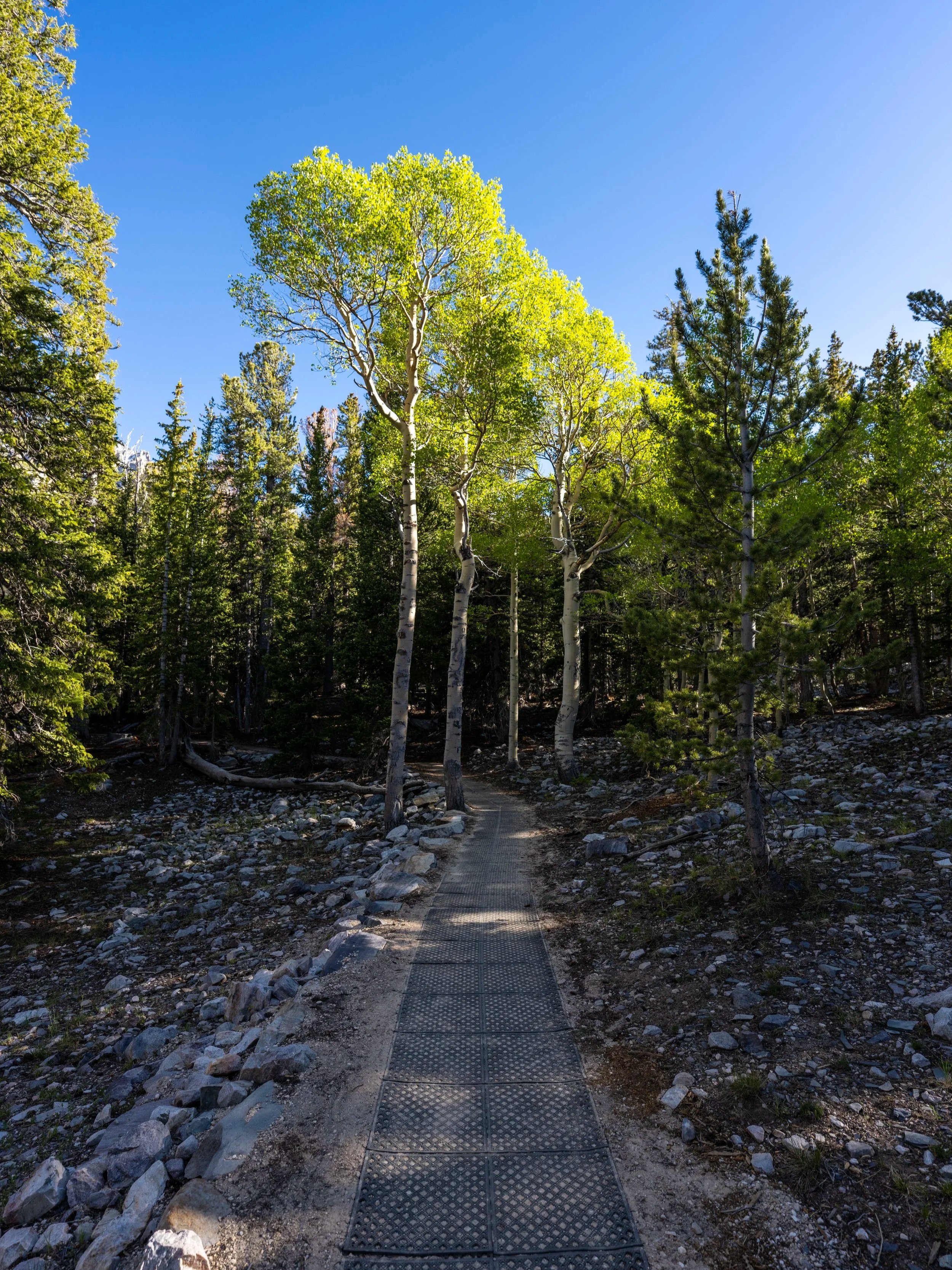 Sky Island Forest Trail Great Basin National Park