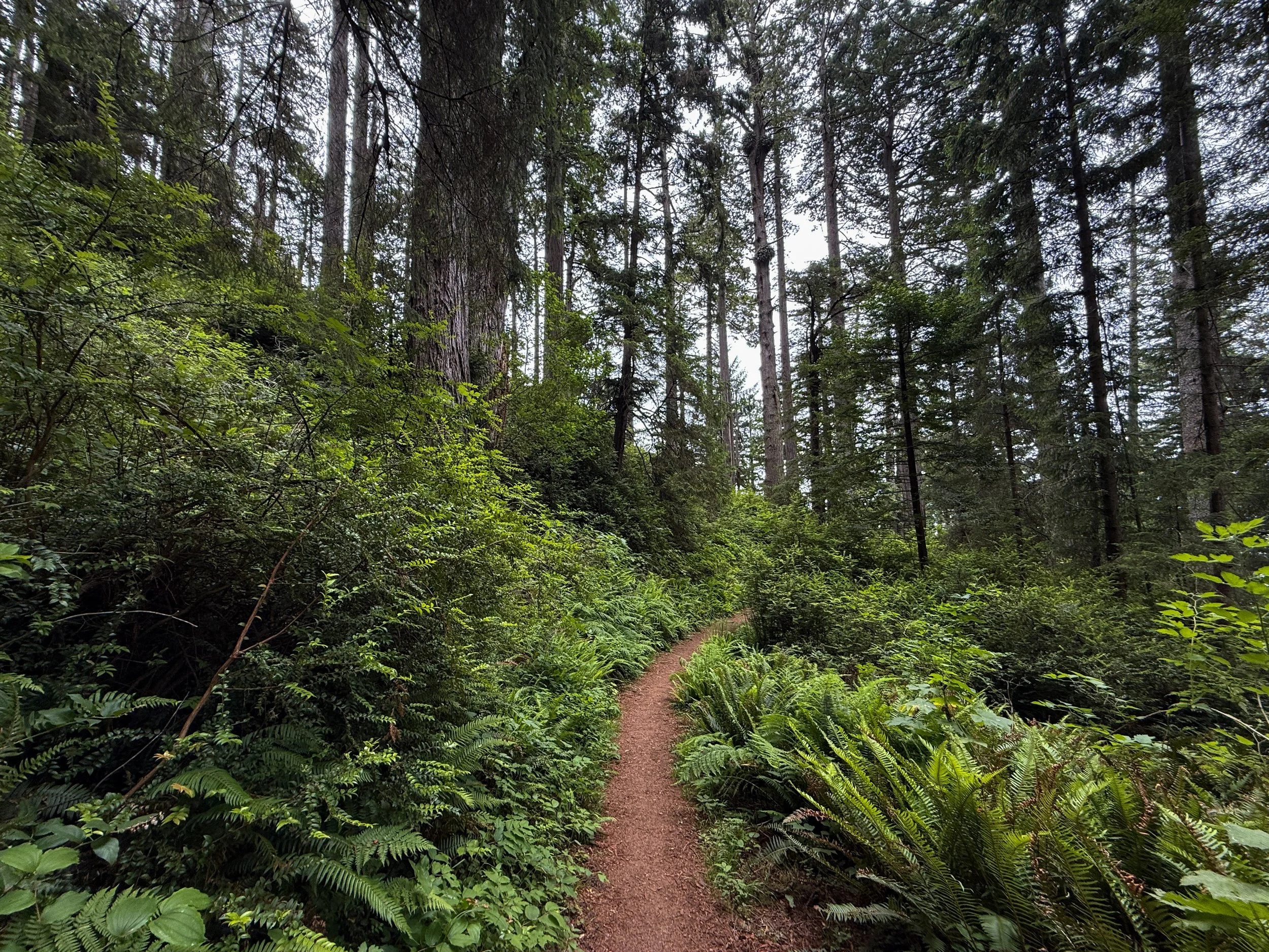 Damnation Creek Trail Del Norte Coast Redwoods State Park California