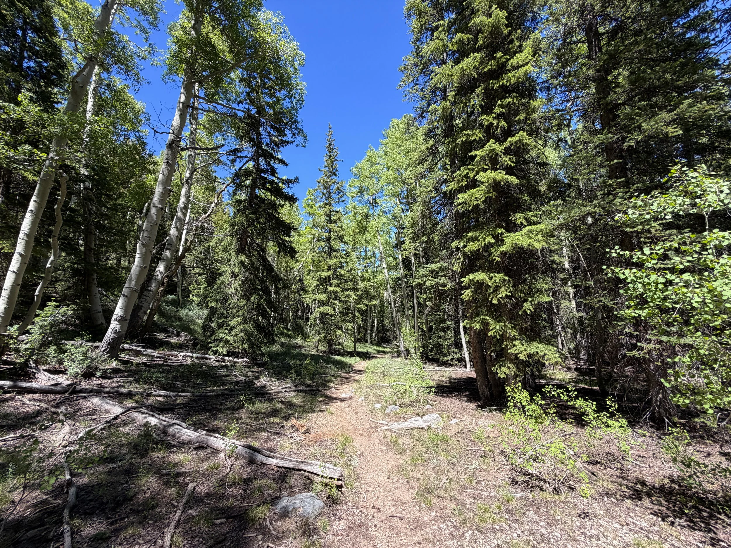 Timber Creek Loop Trail Great Basin National Park Nevada