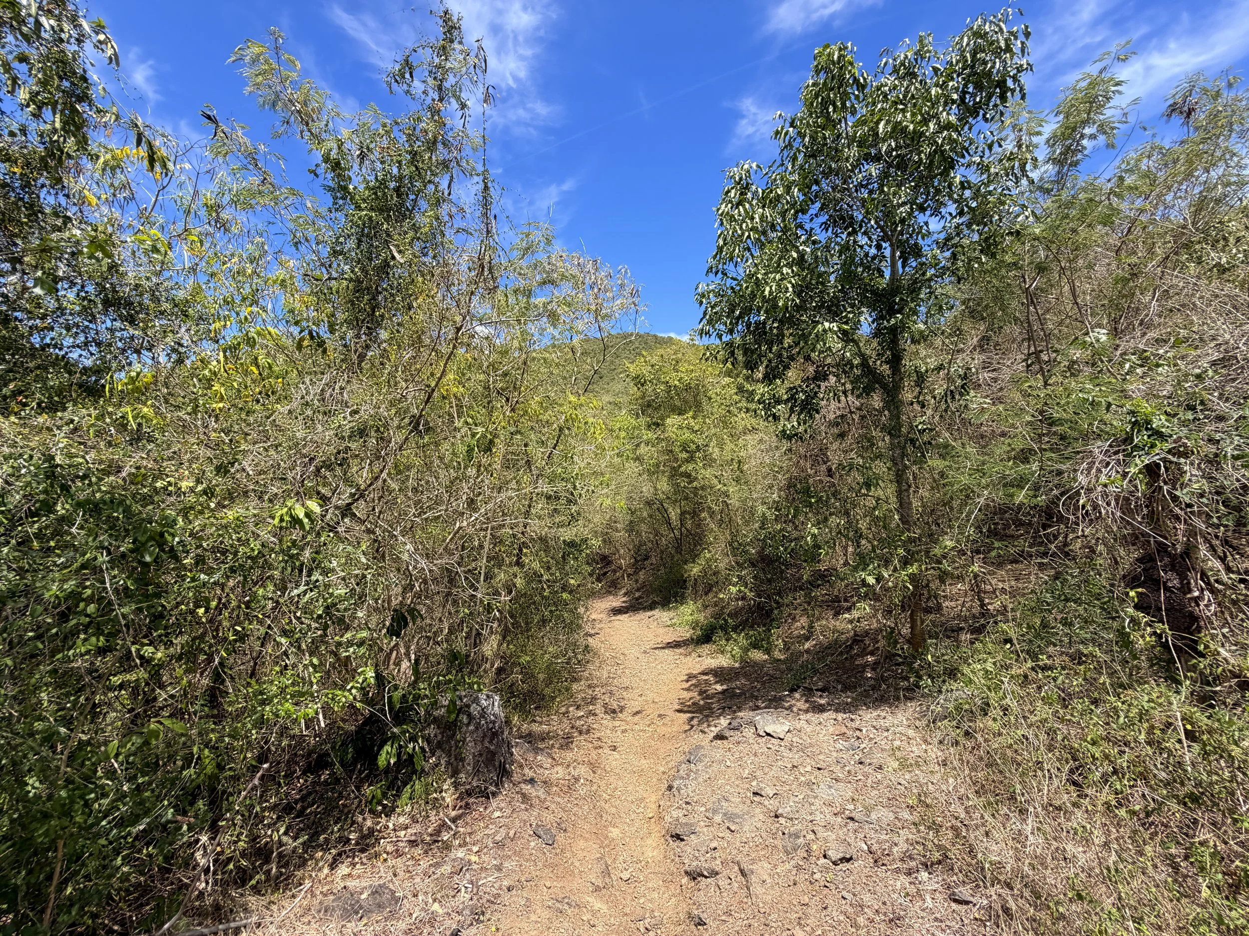 Francis Bay Hike Virgin Islands National Park