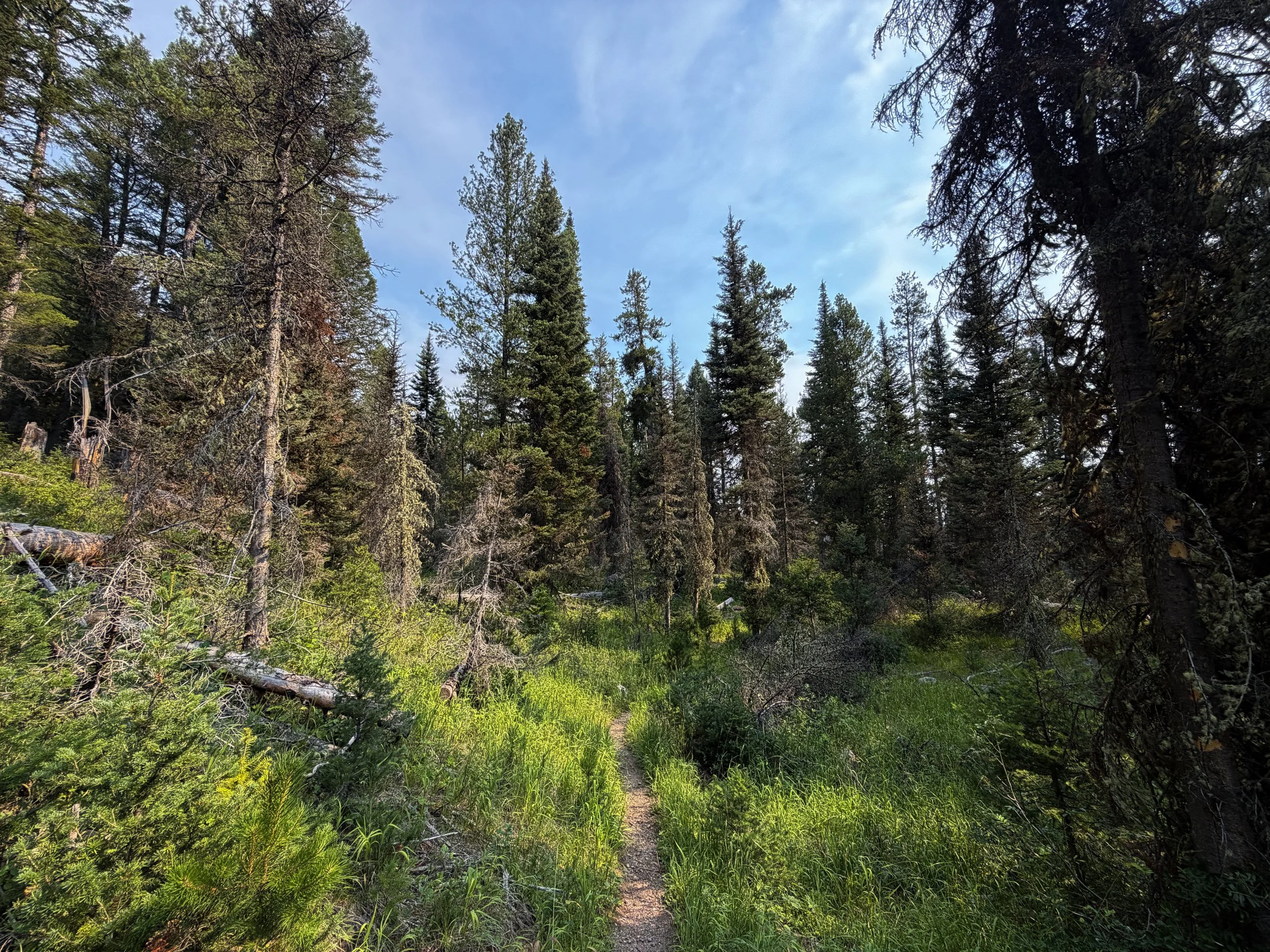 Aspen Ridge Trail Grand Teton National Park Wyoming