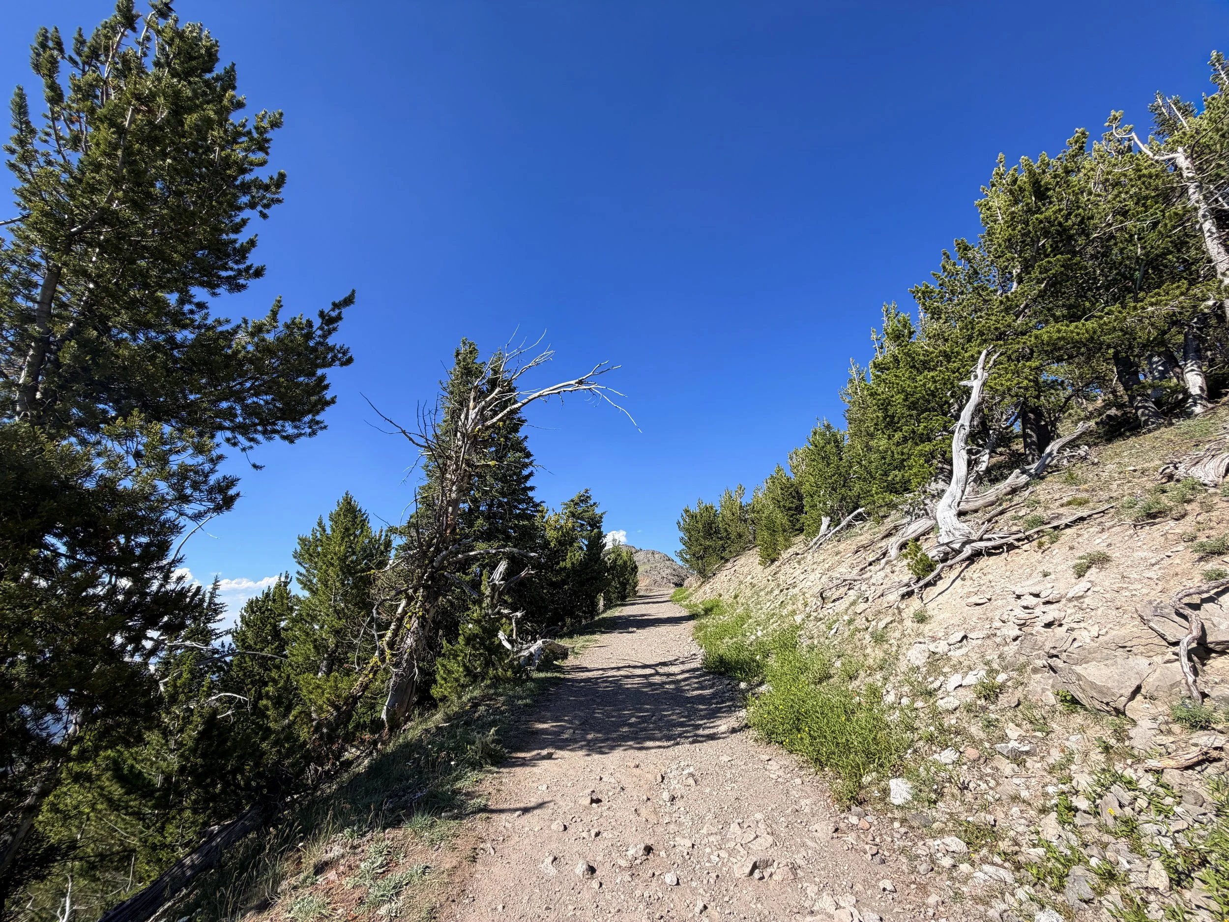 South Mount Washburn Trail Yellowstone National Park Wyoming