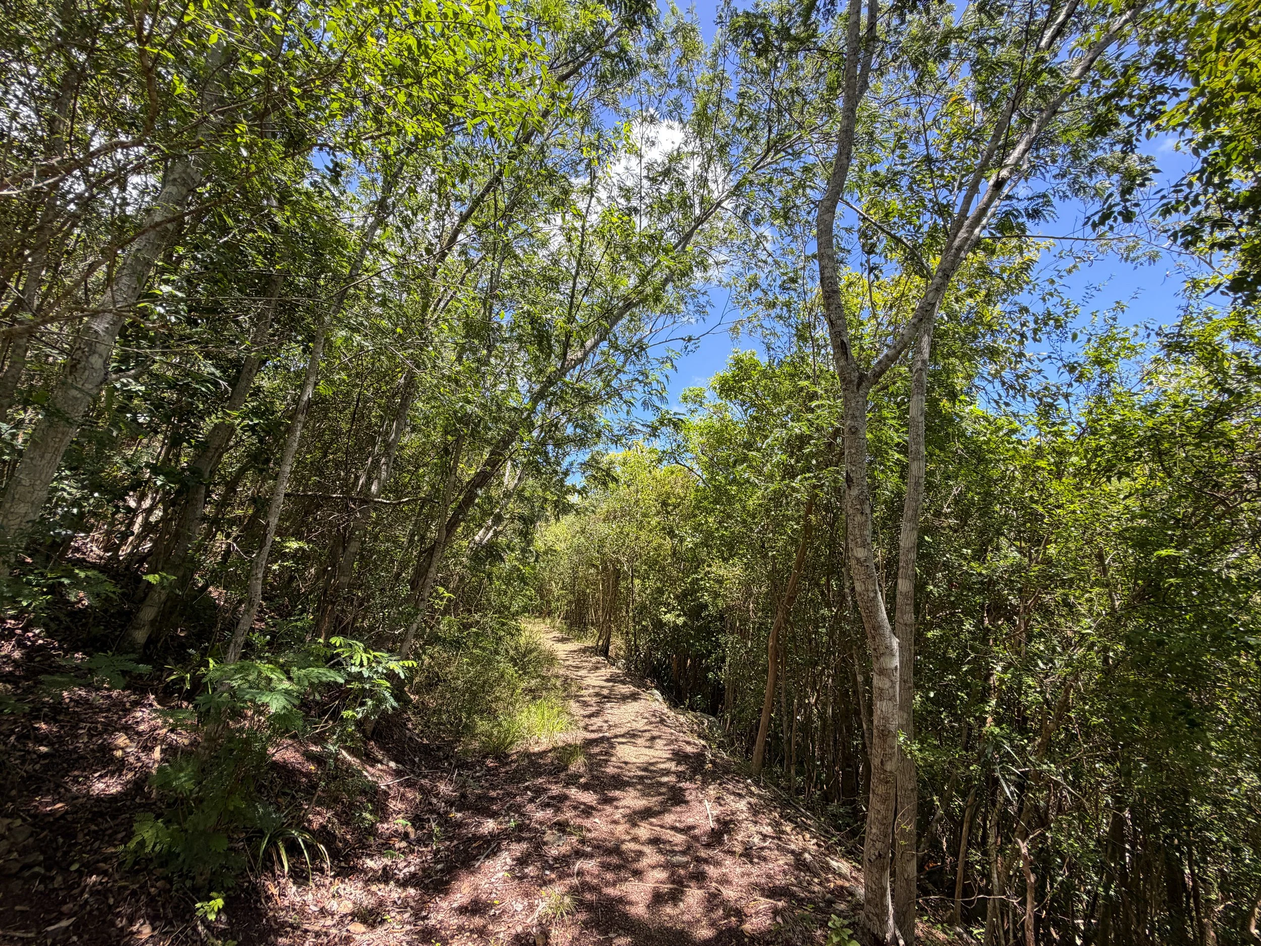 L'Esperance Hike Virgin Islands National Park