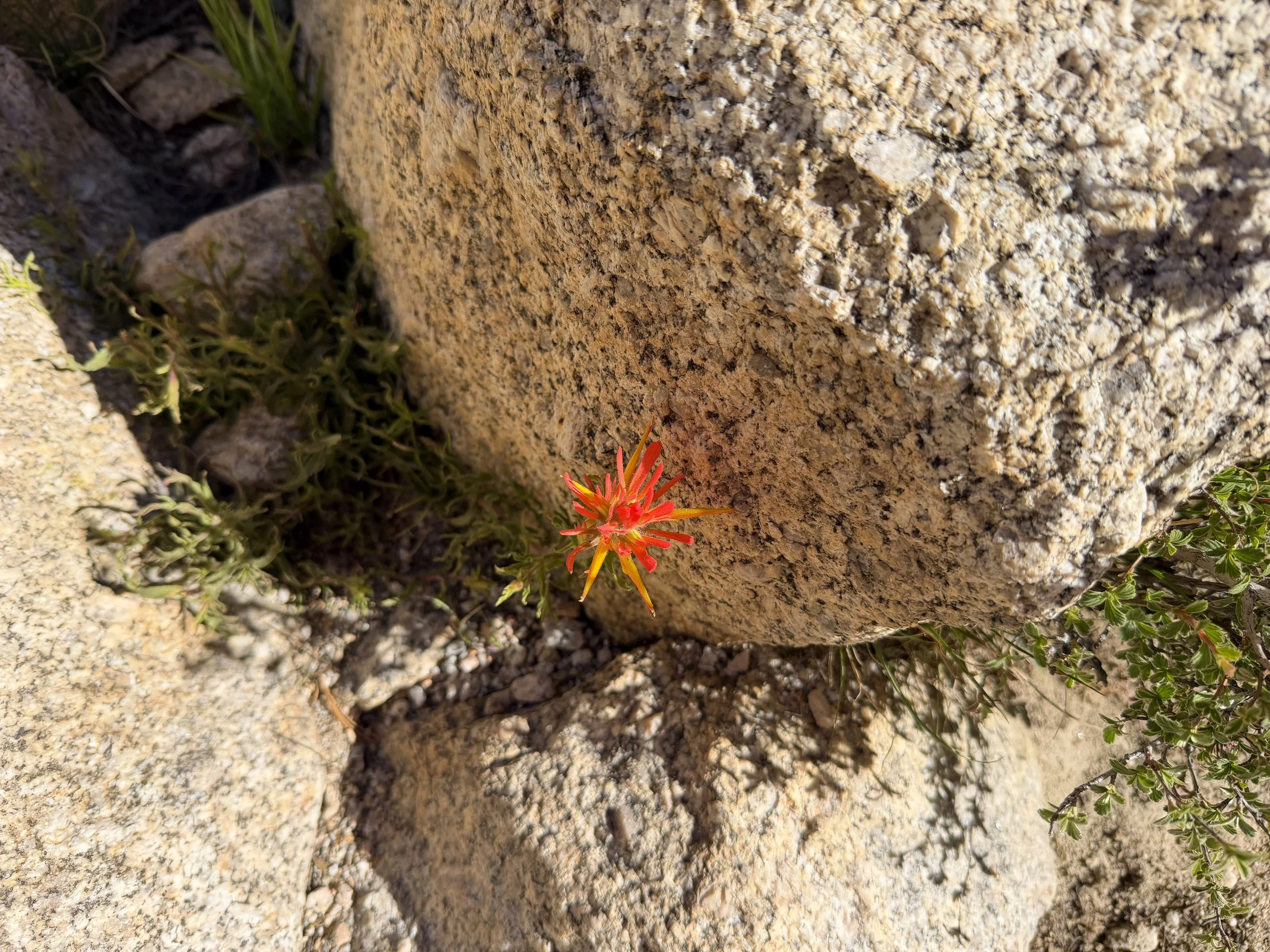 Indian Paintbrush Castilleja applegatei