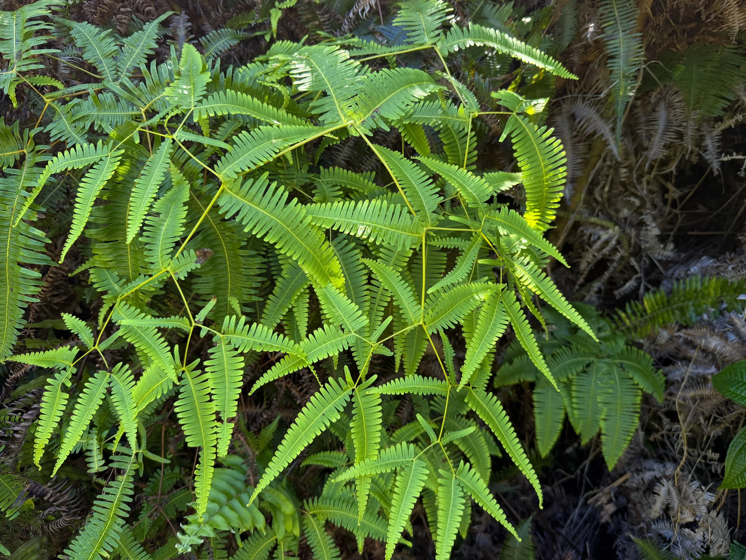 Uluhe Dicranopteris linearis