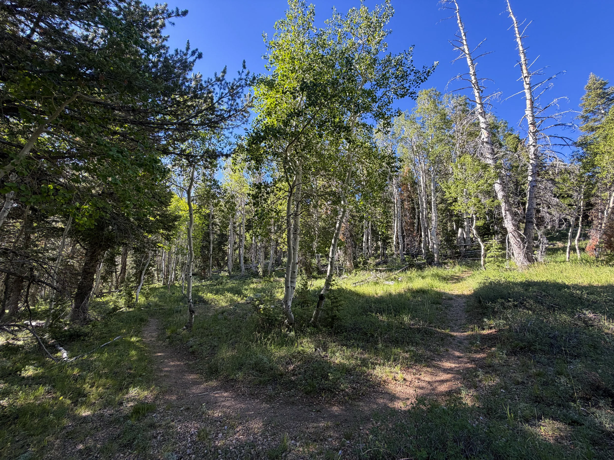 Upper Strawberry Trail Great Basin National Park Nevada